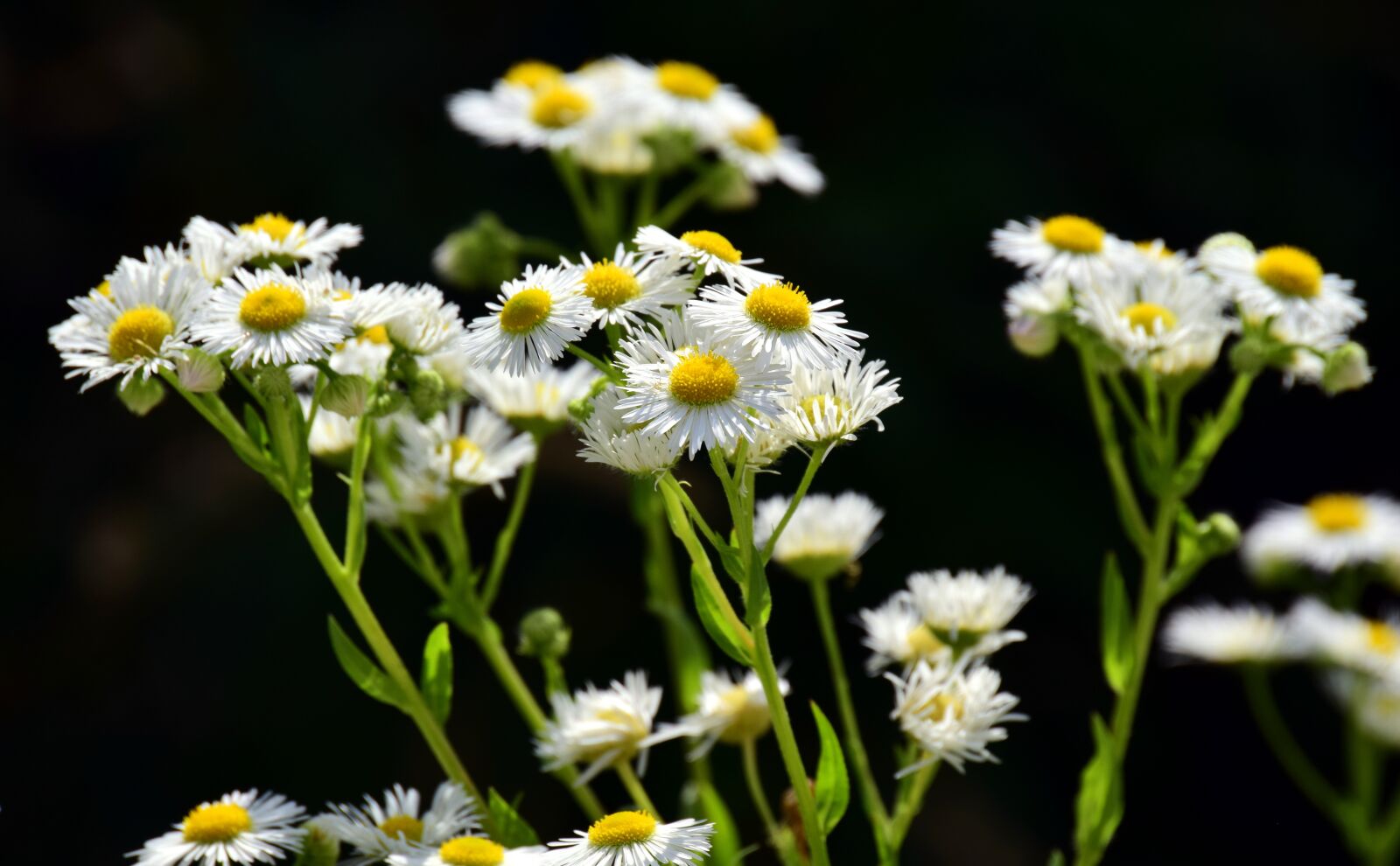 Nikon D3300 sample photo. Fleabane, one year, flower photography