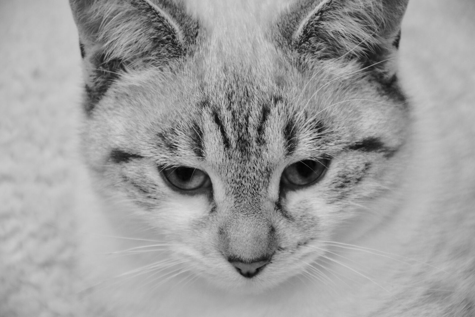 Nikon D5200 sample photo. Cat, young cat, photo photography