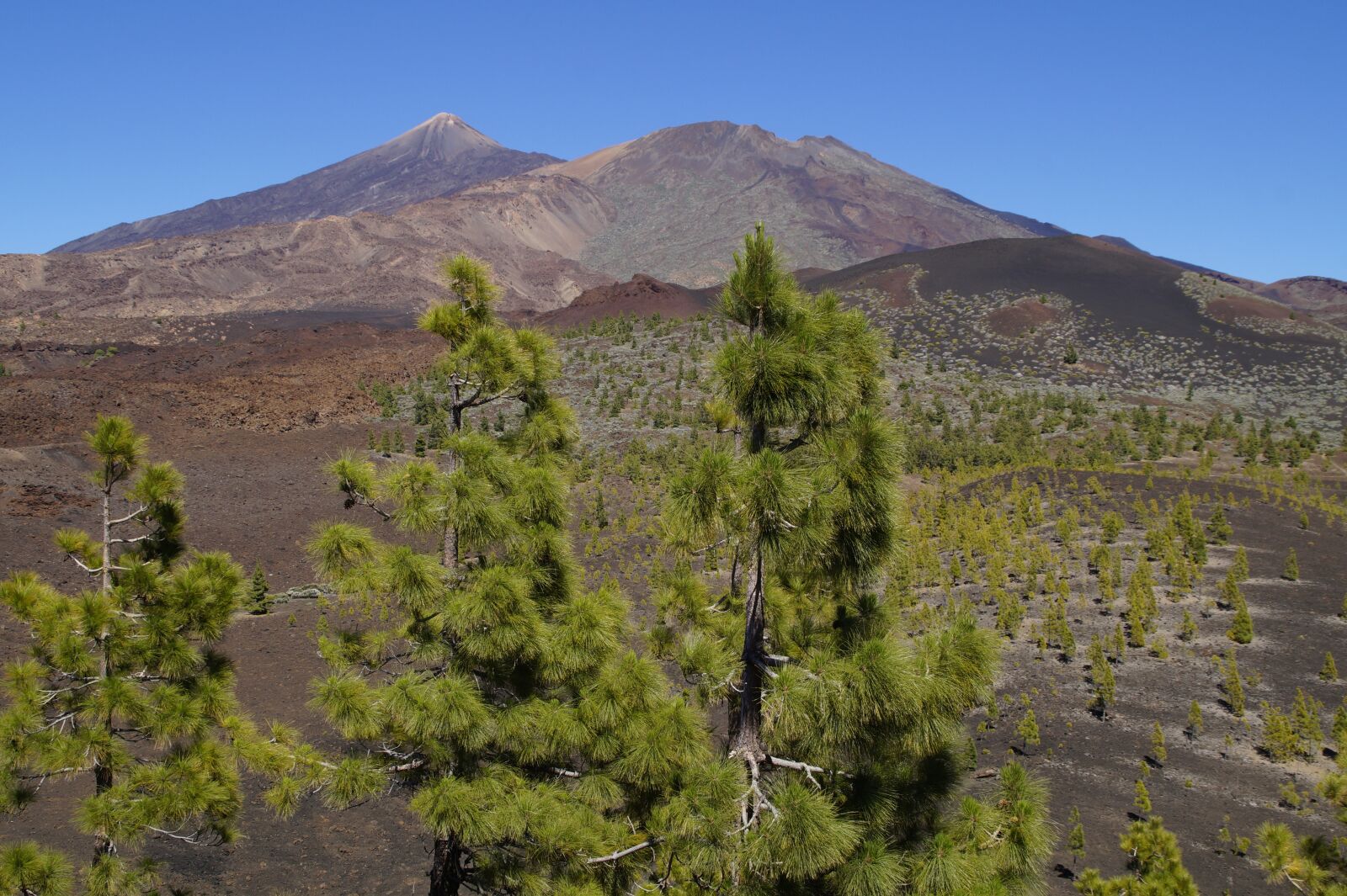 Sony SLT-A58 sample photo. Teide national park, national photography