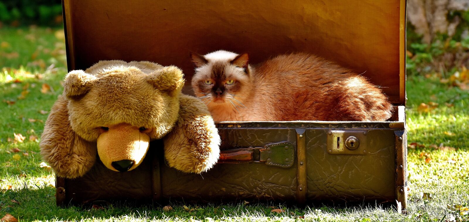 Nikon D7200 sample photo. Teddy, luggage, antique photography