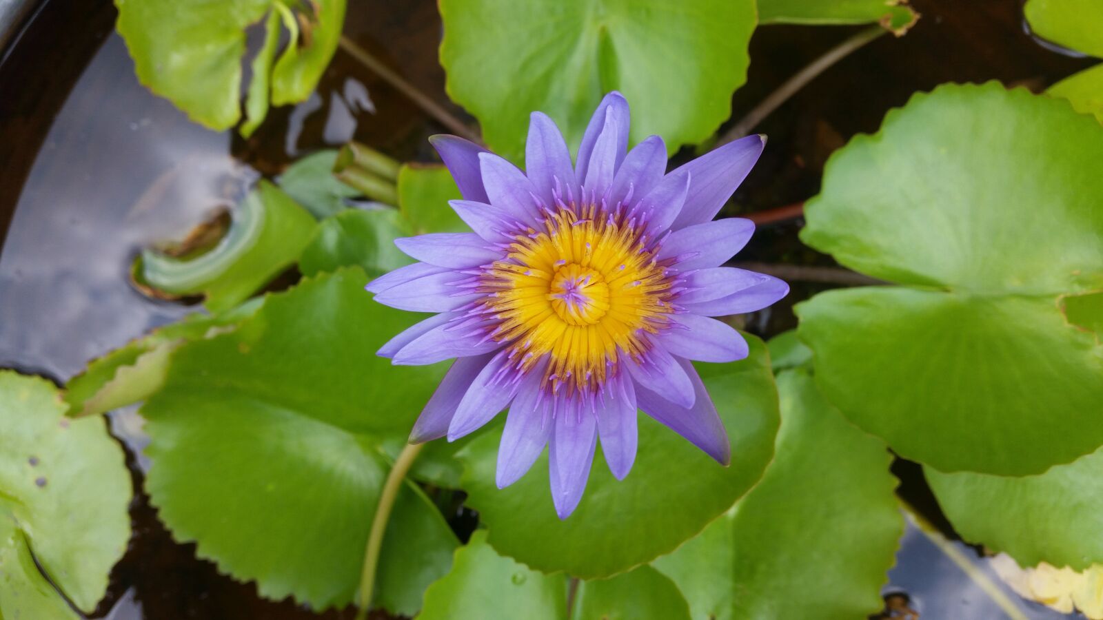 Samsung Galaxy S5 sample photo. Lotus, purple, green photography