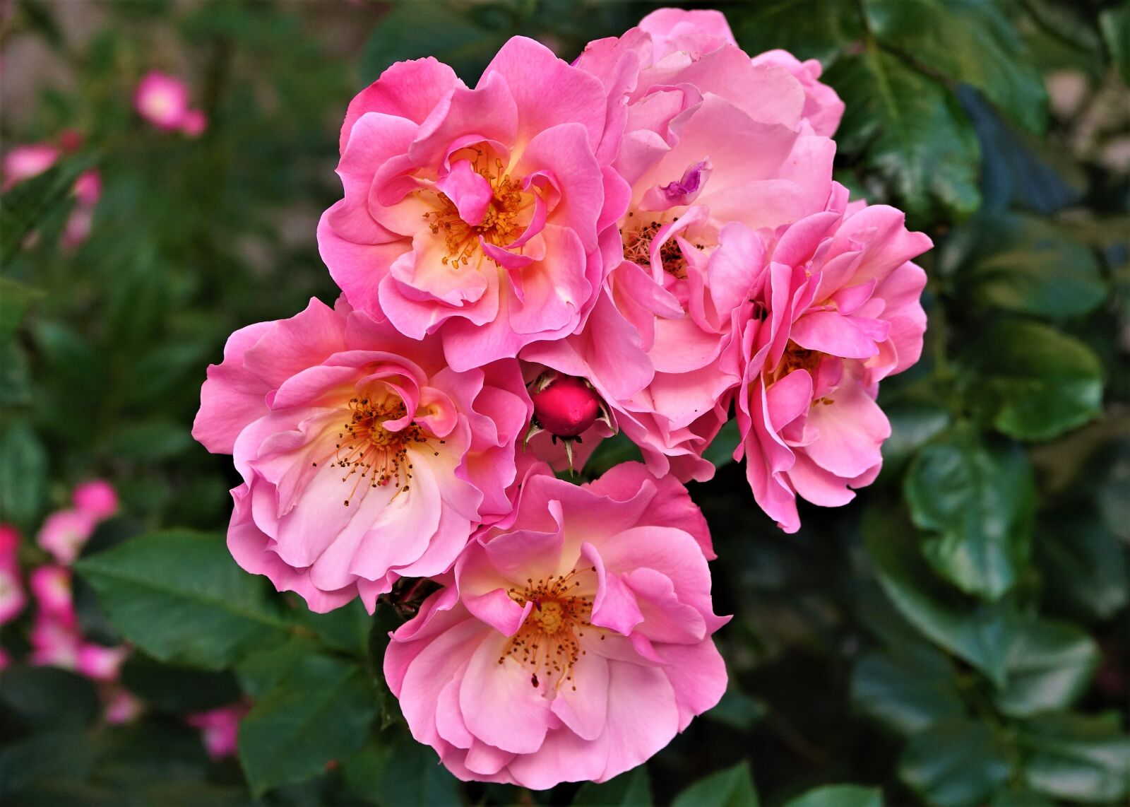 Sony Cyber-shot DSC-RX10 III sample photo. Flower, bloom, pink photography