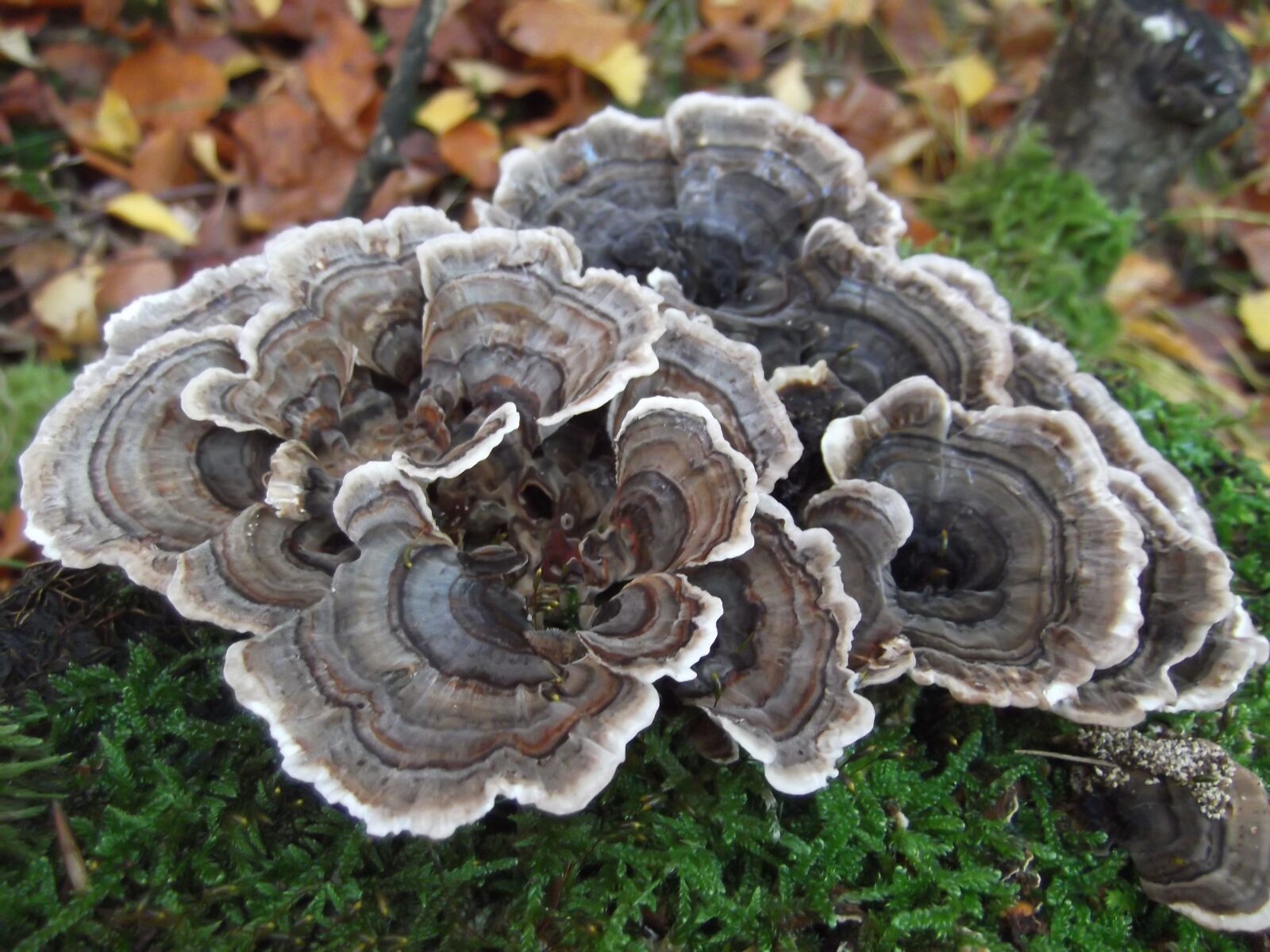 Fujifilm FinePix T350 sample photo. Autumn, mushroom, tree fungus photography