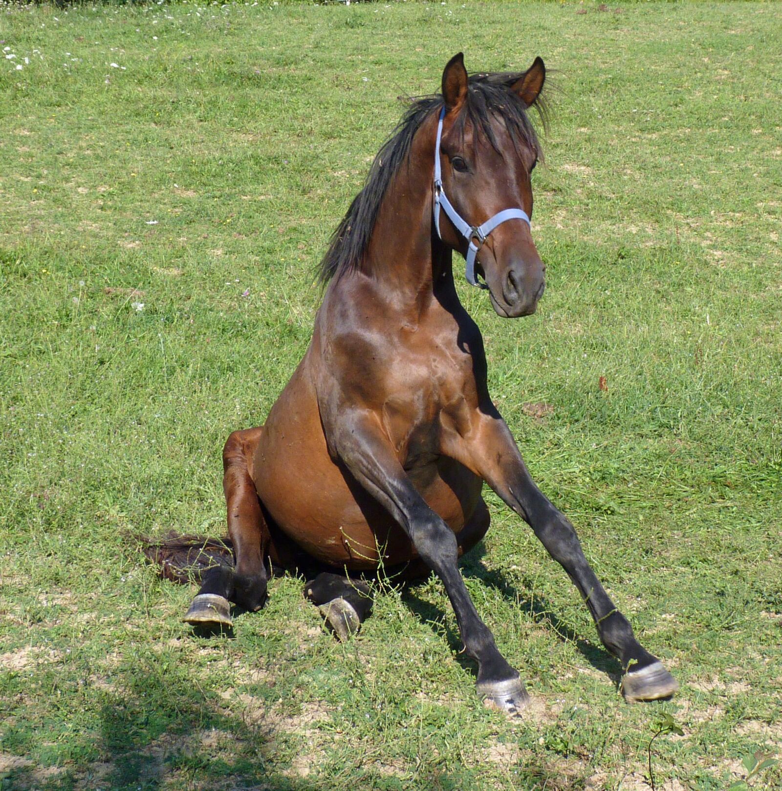 Panasonic Lumix DMC-FZ35 (Lumix DMC-FZ38) sample photo. Horse, comic, sitting photography