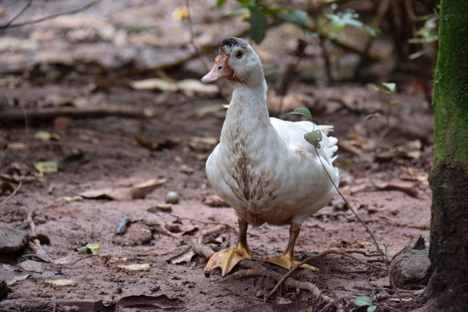 Nikon D5300 sample photo. Bird, duck, plumage photography