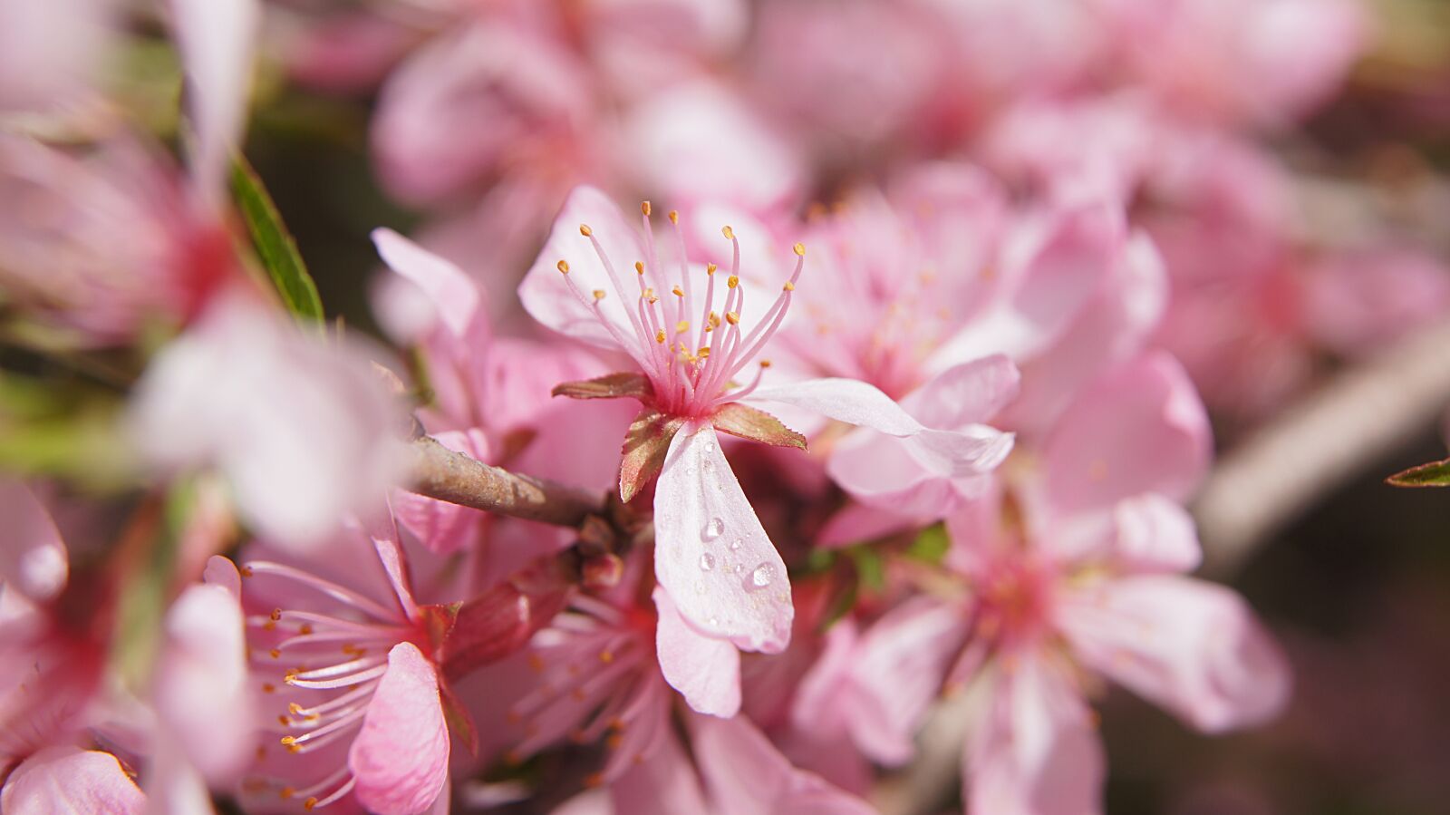 Sony SLT-A55 (SLT-A55V) sample photo. Almond, flower, bush photography