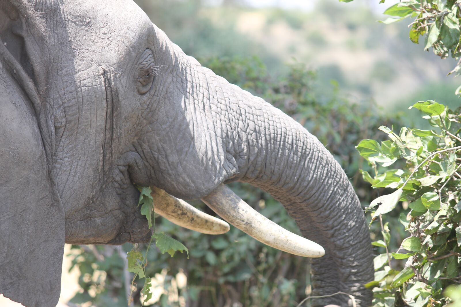 Canon EOS 1100D (EOS Rebel T3 / EOS Kiss X50) sample photo. Elephant, ele, ivory photography