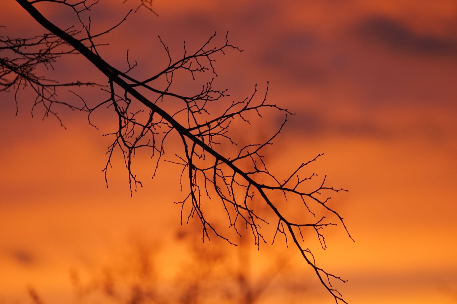 Sony FE 70-300mm F4.5-5.6 G OSS sample photo. Nature, tree, branch photography