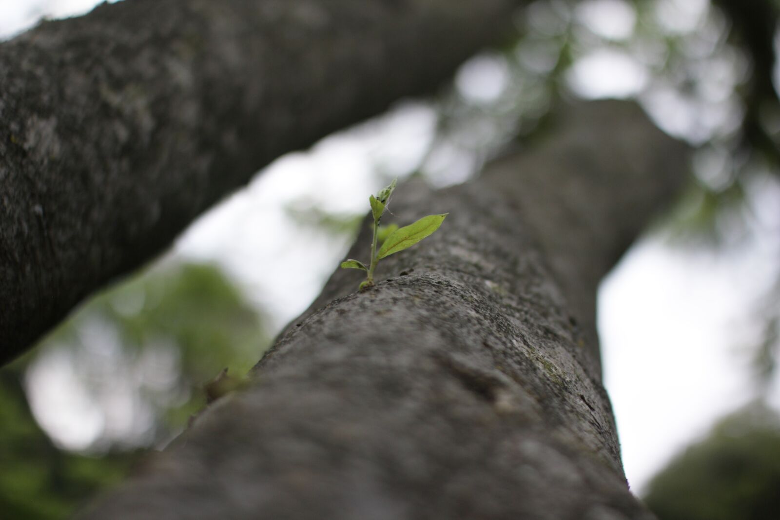 Canon EOS 550D (EOS Rebel T2i / EOS Kiss X4) sample photo. Tree, plant, leaf photography