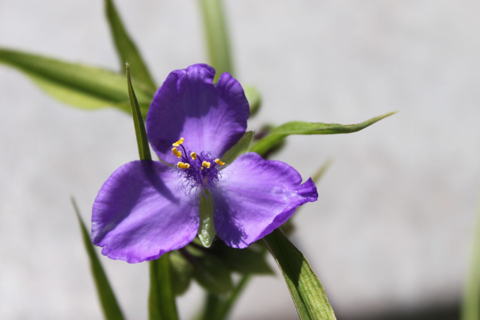 Canon EOS 500D (EOS Rebel T1i / EOS Kiss X3) sample photo. Purple, flower, blossom photography
