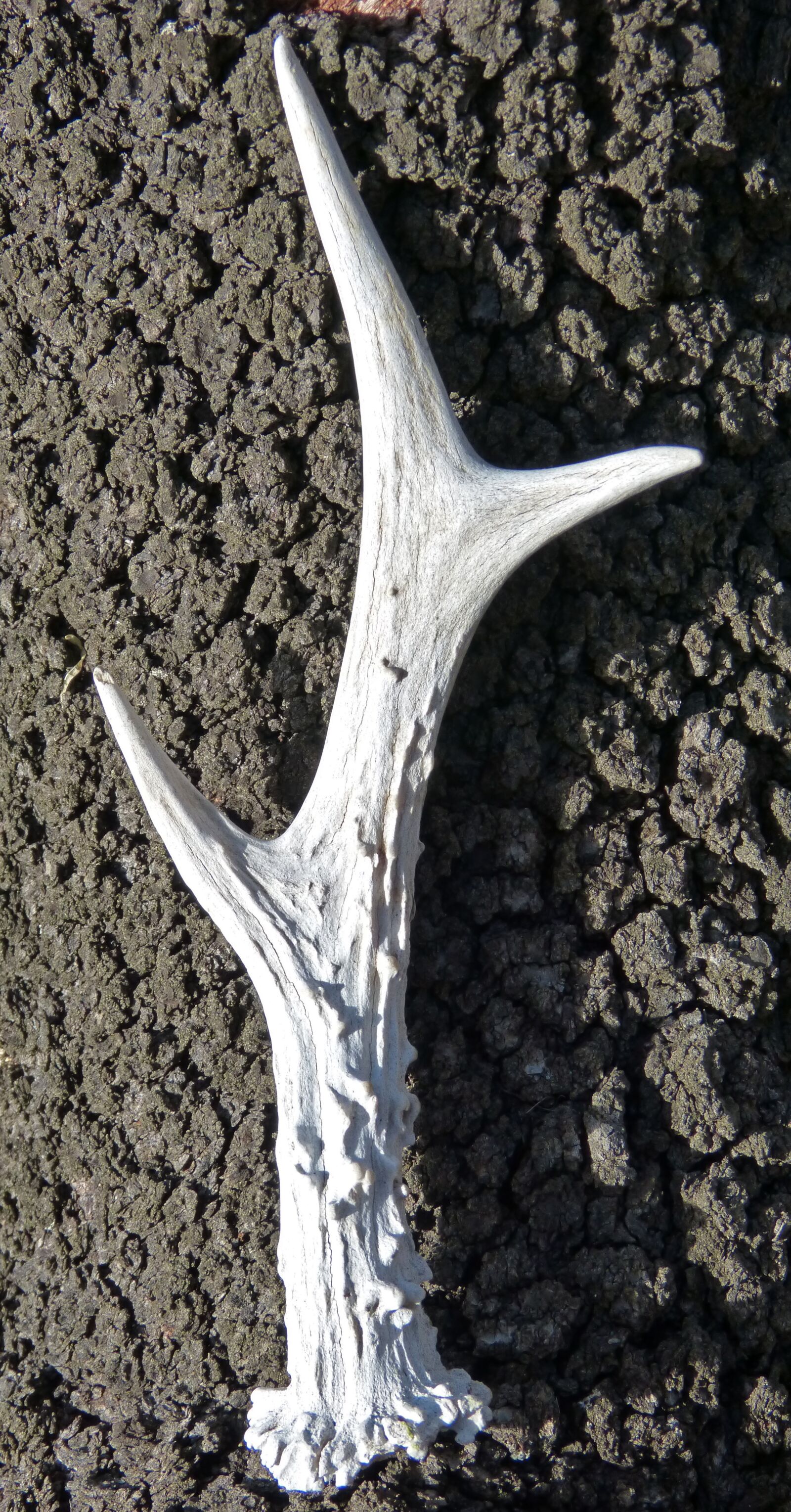 Panasonic DMC-FZ62 sample photo. Deer horn, horn, roe photography