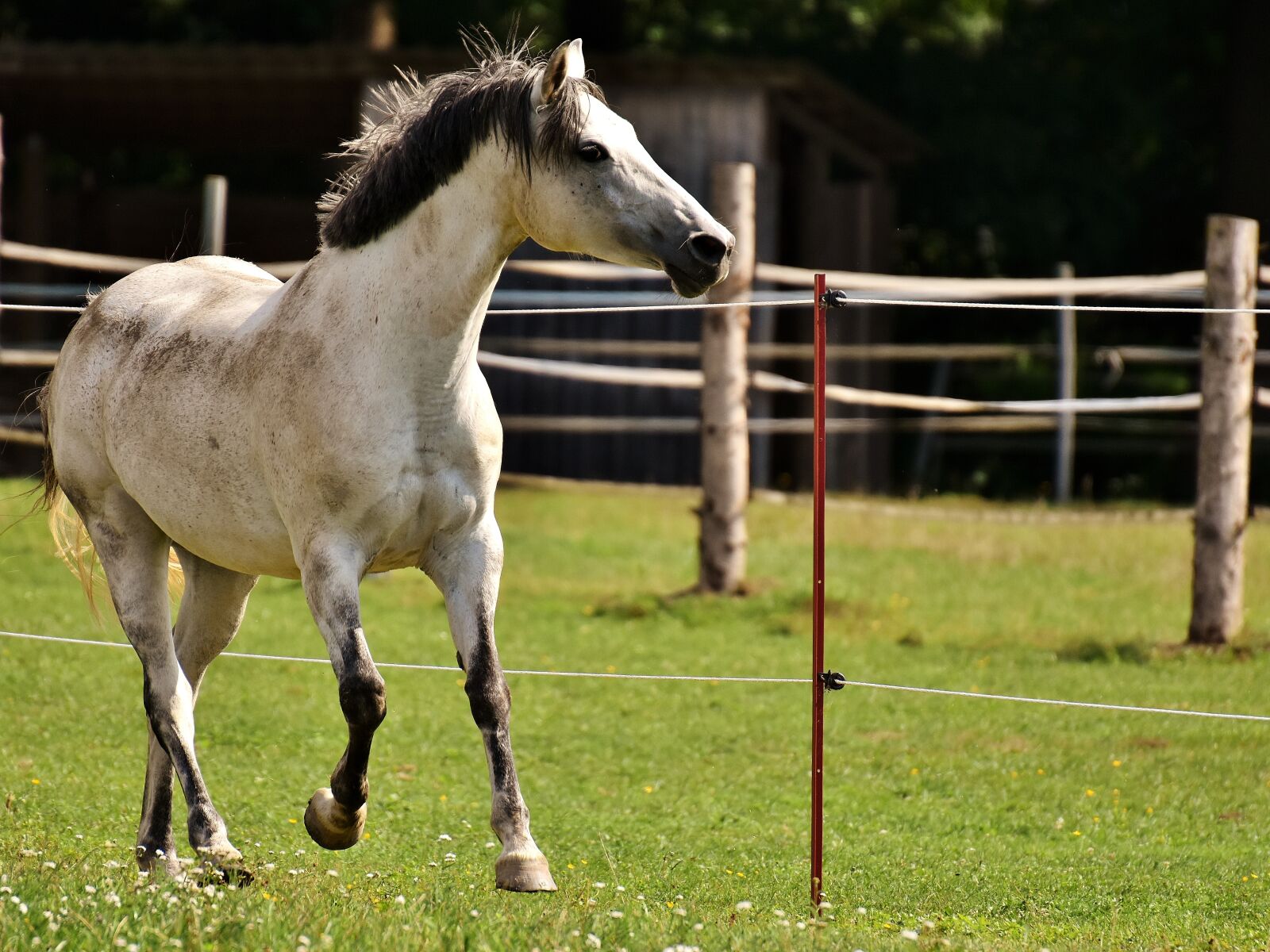 Nikon D7200 sample photo. Mold, horse, love for photography
