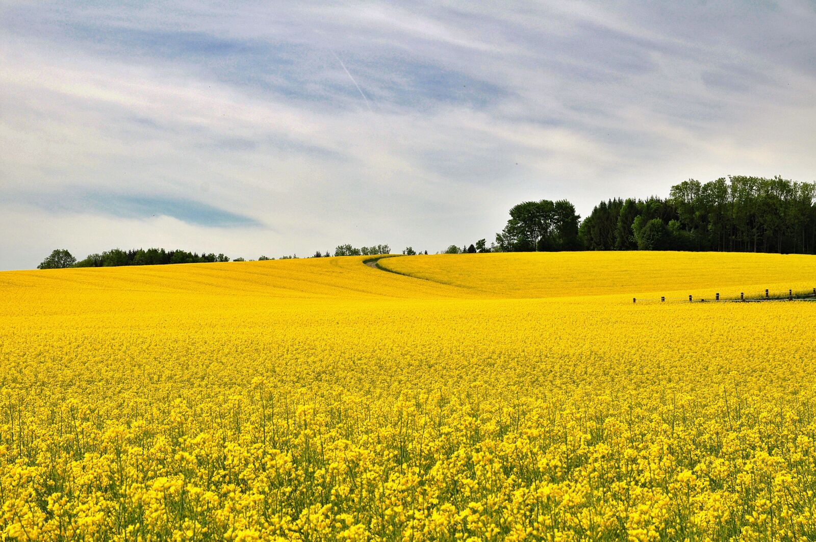 Nikon D90 sample photo. Nature, landscape, field photography