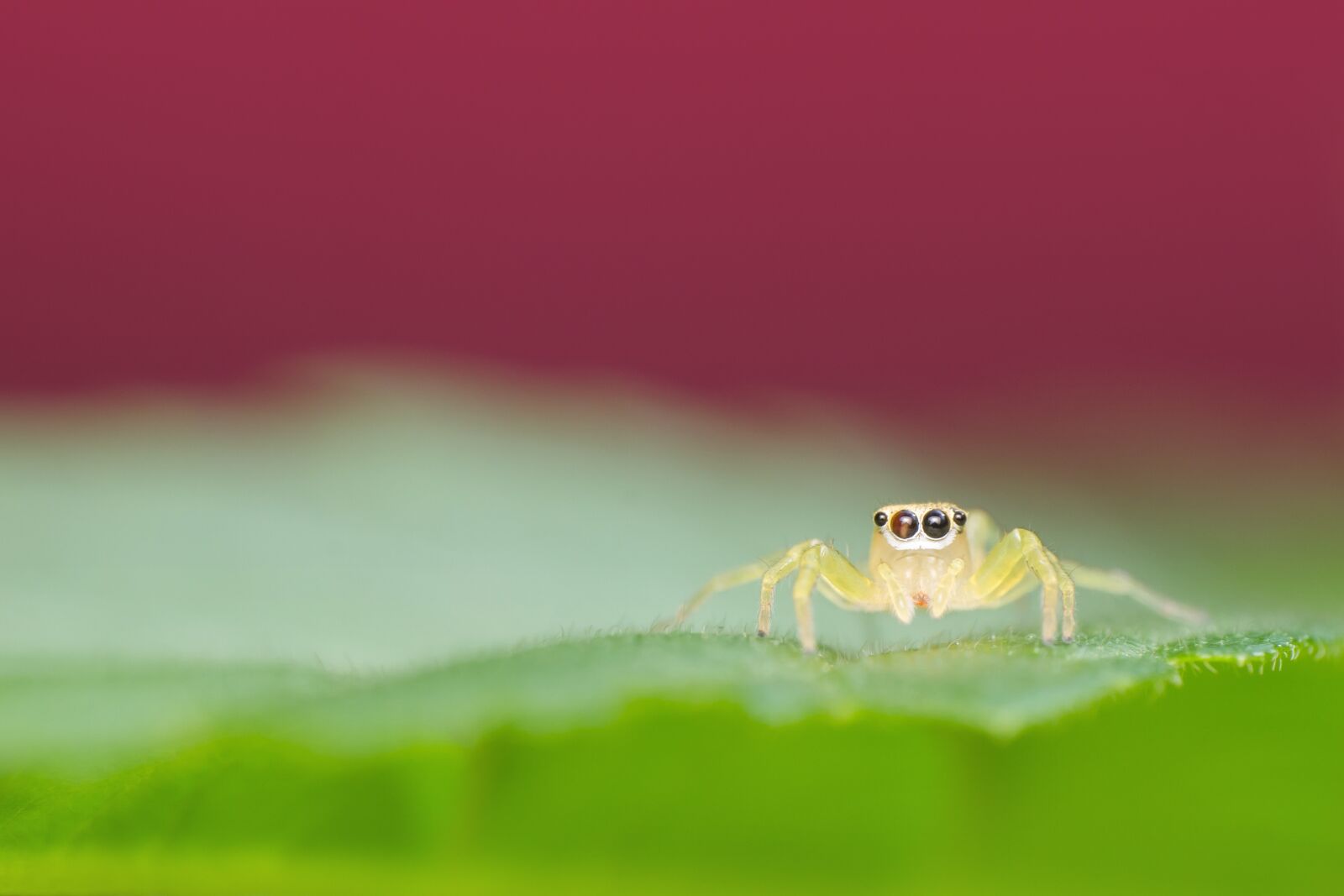Canon EF 100mm F2.8L Macro IS USM sample photo. Jumping spider, insect, macro photography