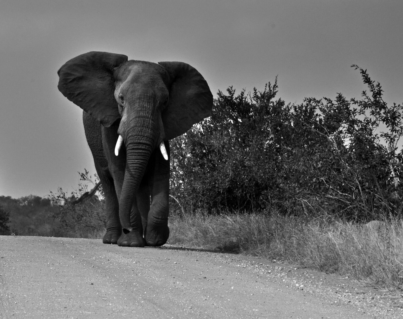 Nikon D90 sample photo. Elephant, elephant, in, black photography