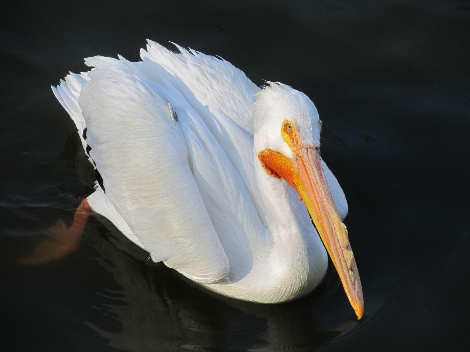Canon PowerShot SX130 IS sample photo. Pelican, bird, wildlife photography