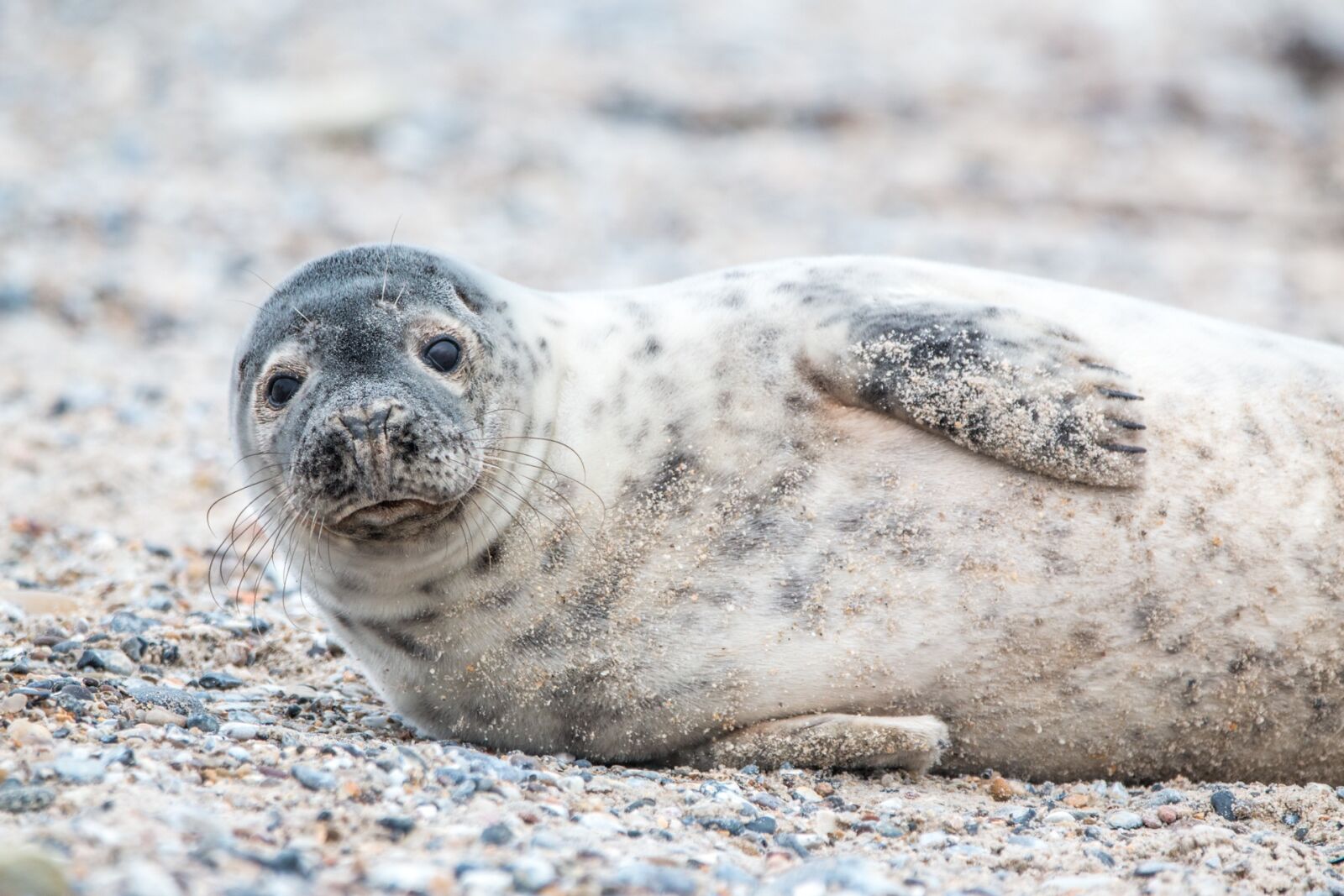 Canon EOS 70D + 150-600mm F5-6.3 DG OS HSM | Contemporary 015 sample photo. Grey seal, helgoland, dune photography