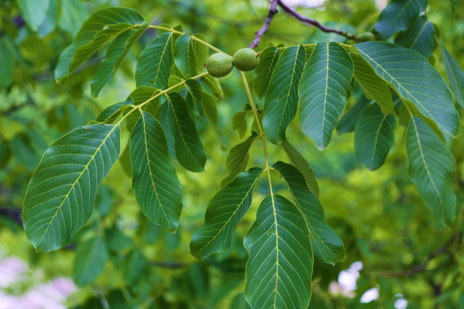 Canon EF 24-105mm F4L IS USM sample photo. Walnut, leaves, fruit photography
