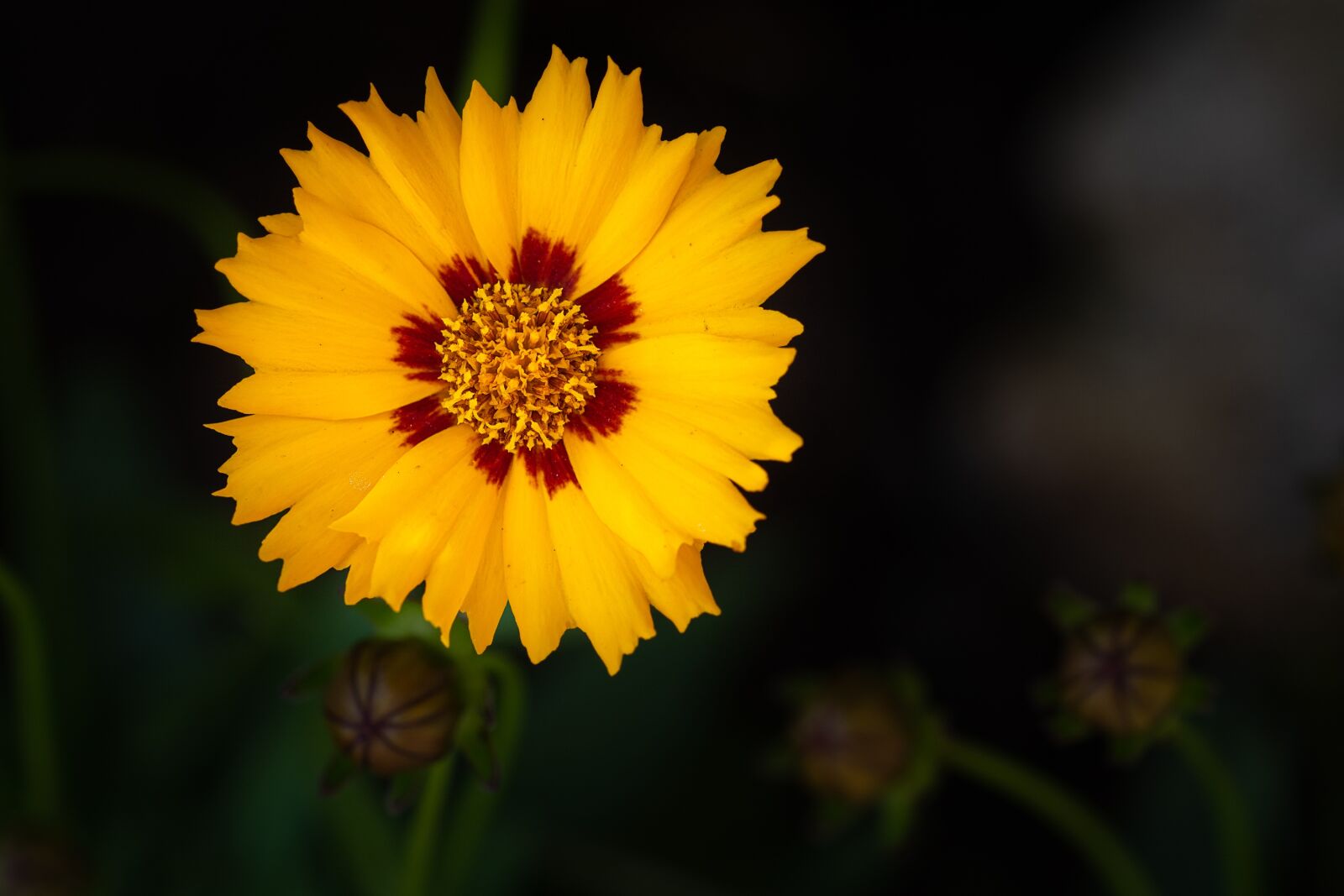 Nikon D7100 sample photo. Flower, yellow, yellow flower photography