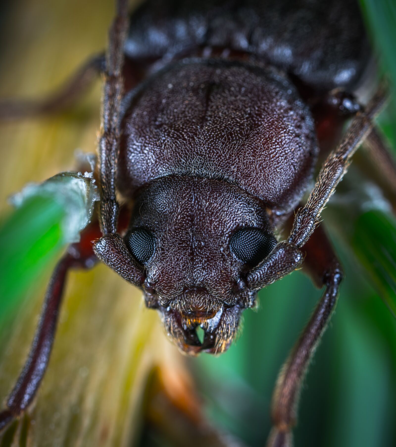 #124 65/2.8 sample photo. Insect, bespozvonochnoe, beetle photography