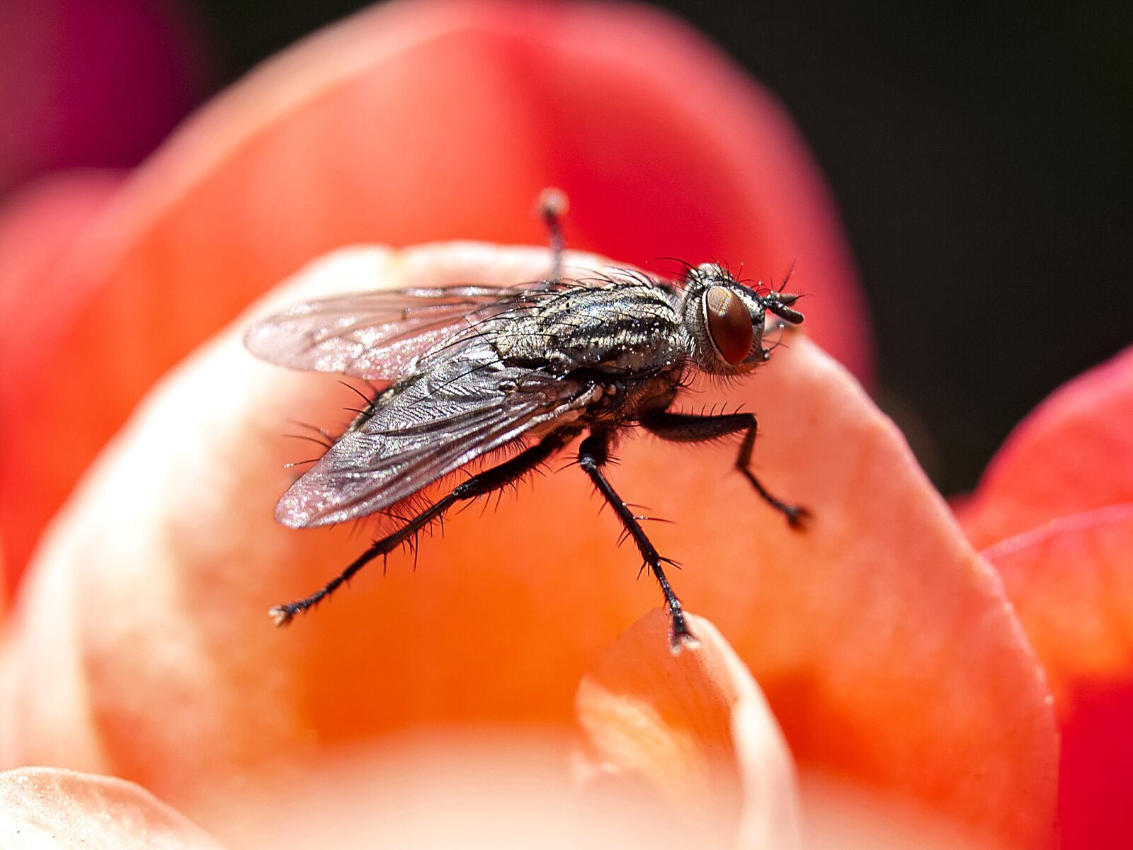 Olympus E-520 (EVOLT E-520) + OLYMPUS 35mm Lens sample photo. Fly, insect, nature photography