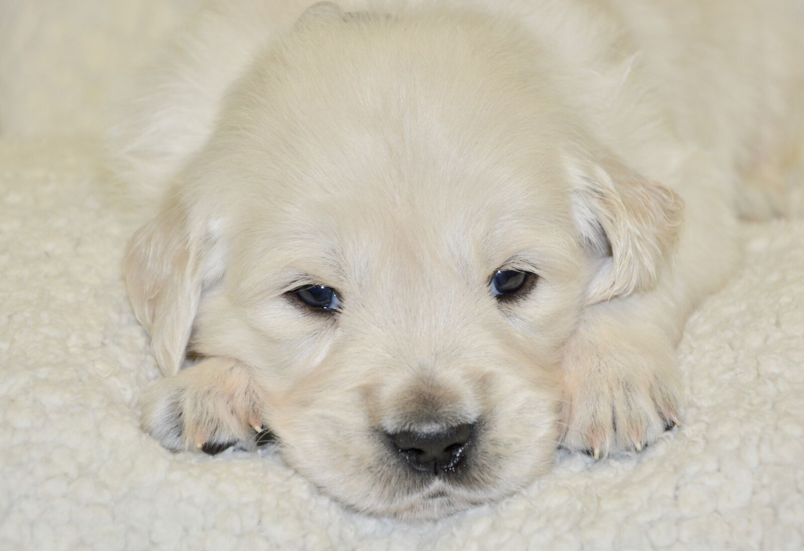 Nikon D5200 sample photo. Puppy, dog, young dog photography