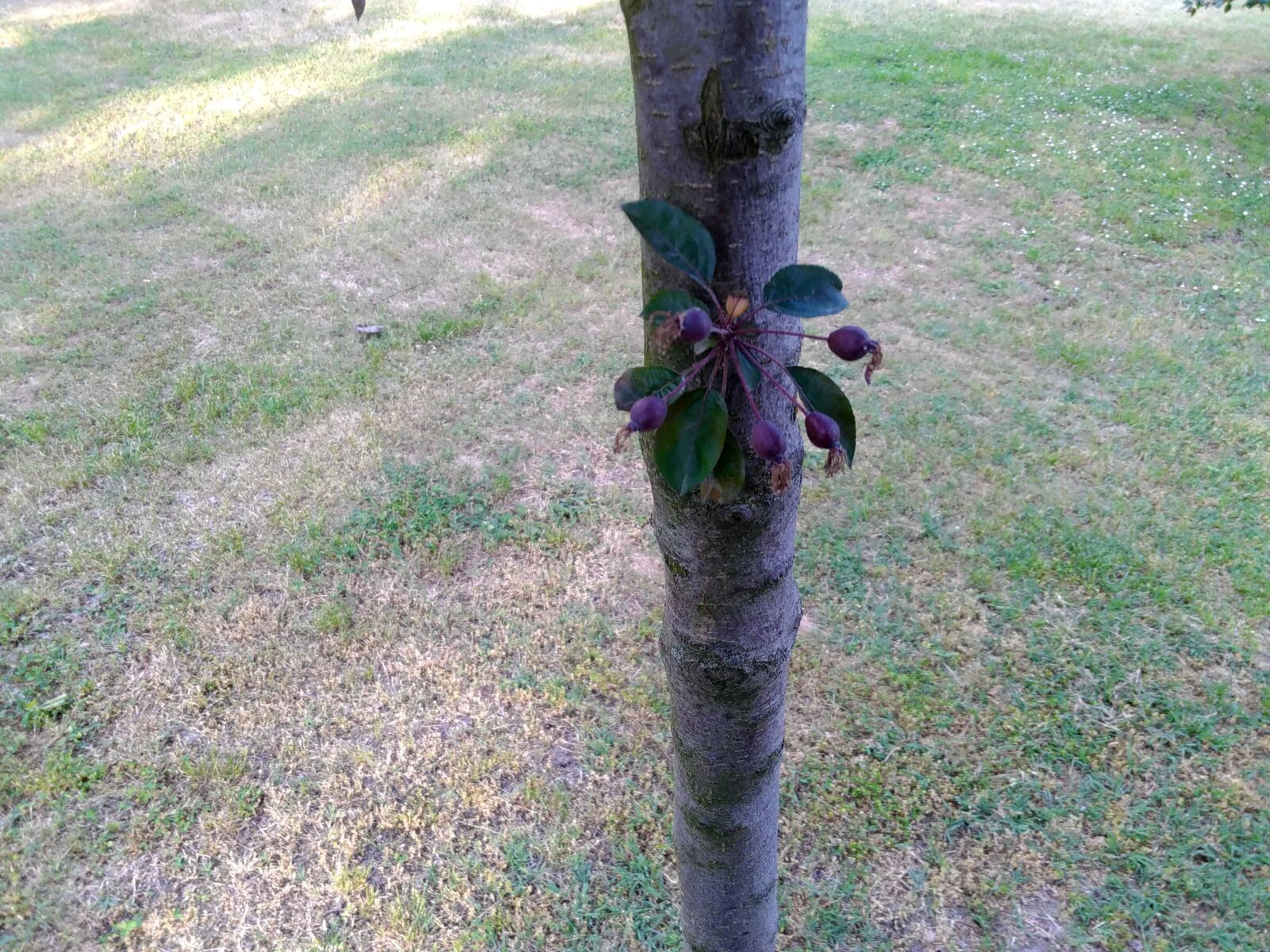 Lenovo S60-A sample photo. Tree, flora, grass, garden photography