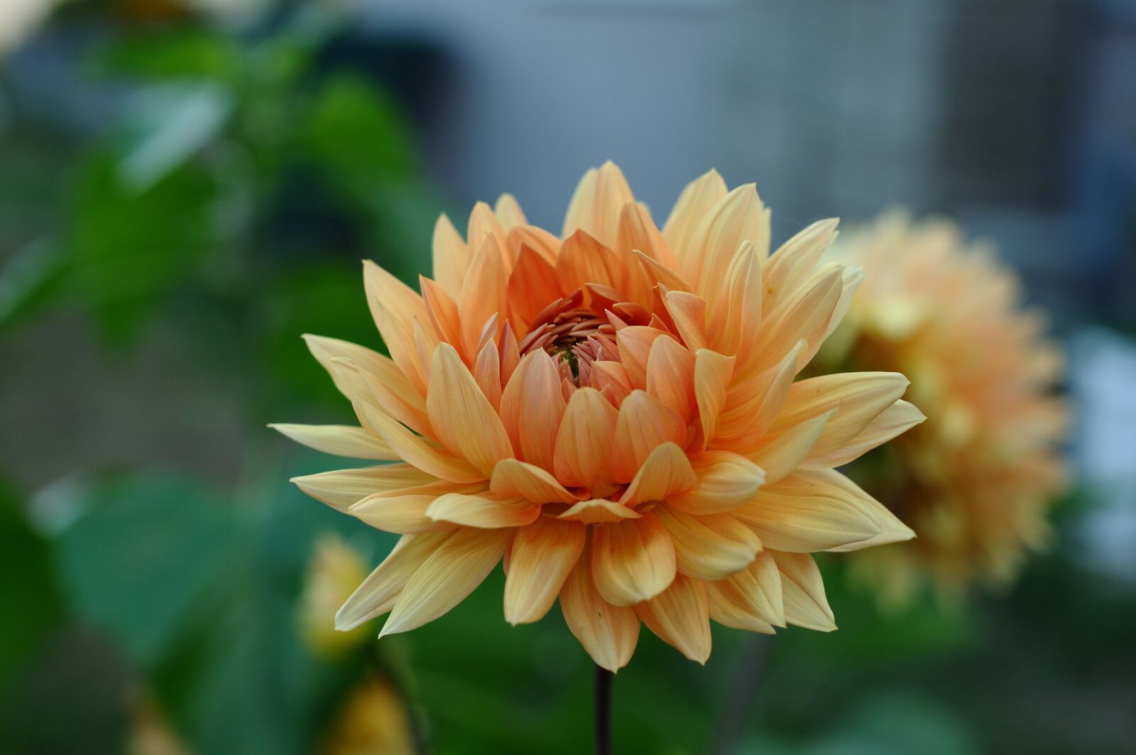 Nikon D90 sample photo. Dahlia, flowers, blossoming photography