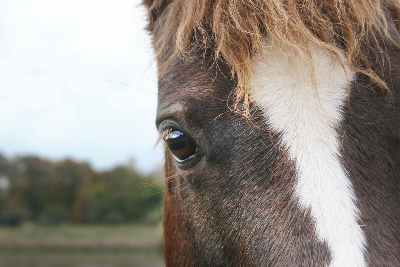 Canon EOS 400D (EOS Digital Rebel XTi / EOS Kiss Digital X) sample photo. Horse, horse head, eye photography