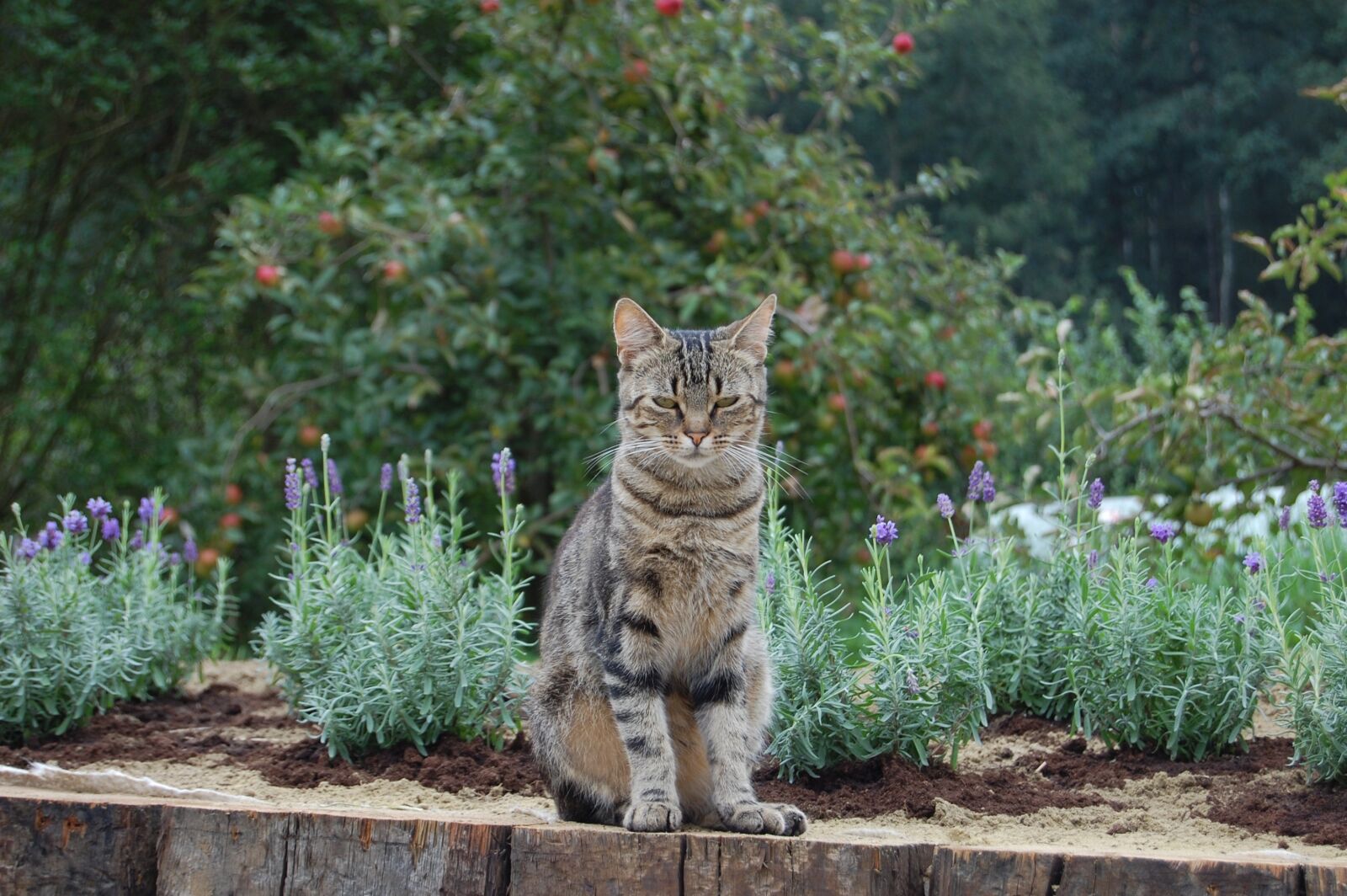 Nikon D40 sample photo. Cat, cat eyes photography