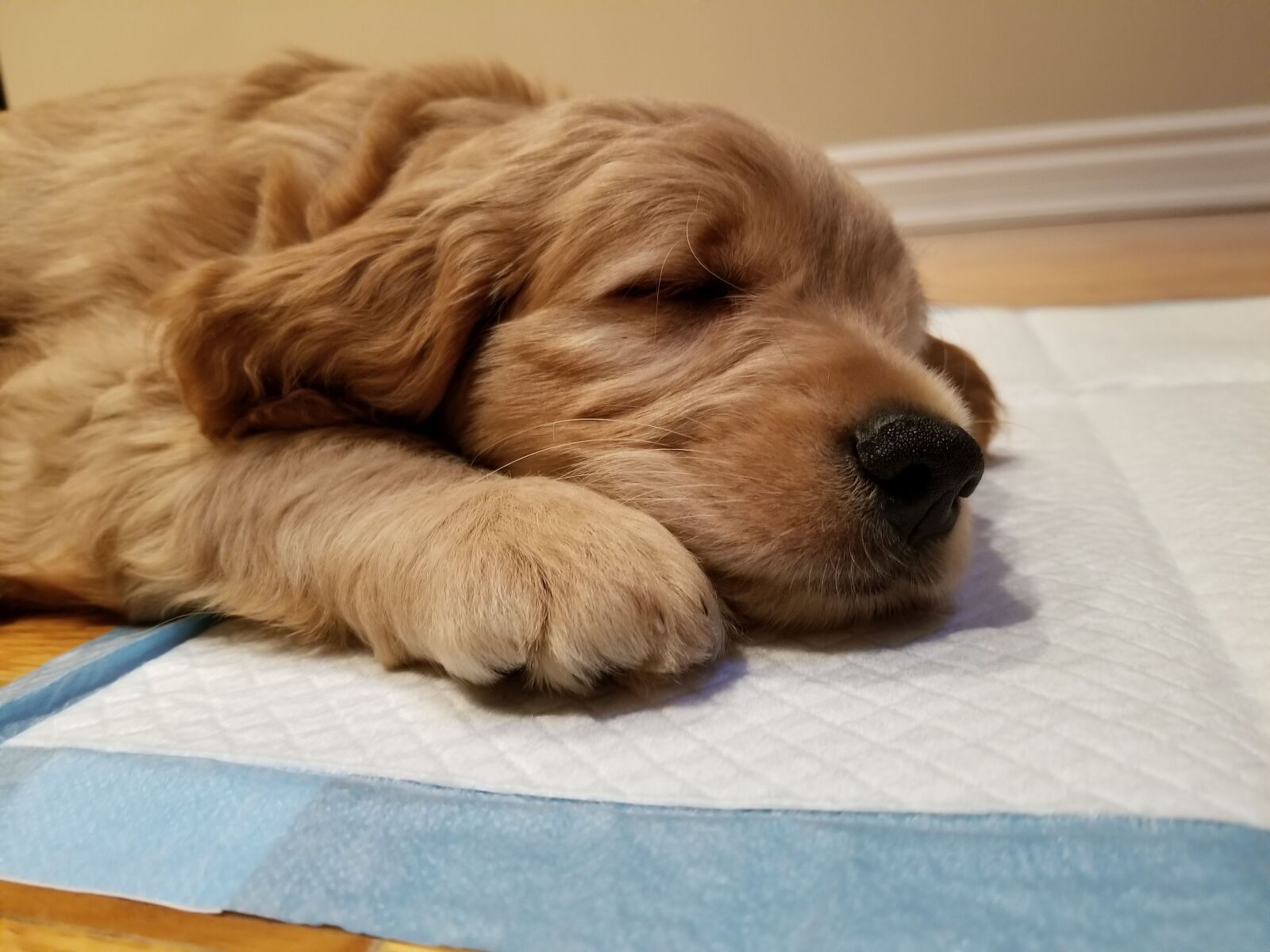 Samsung Galaxy S8 sample photo. Puppy, dog, labradoodle photography