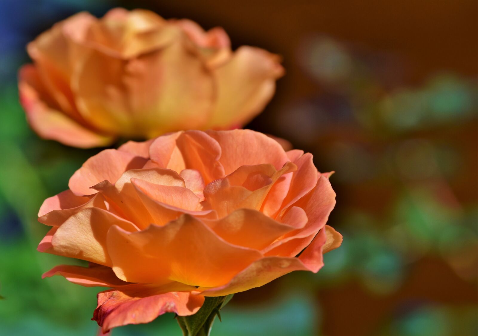 Nikon D7200 sample photo. Rose, rose bloom, floribunda photography