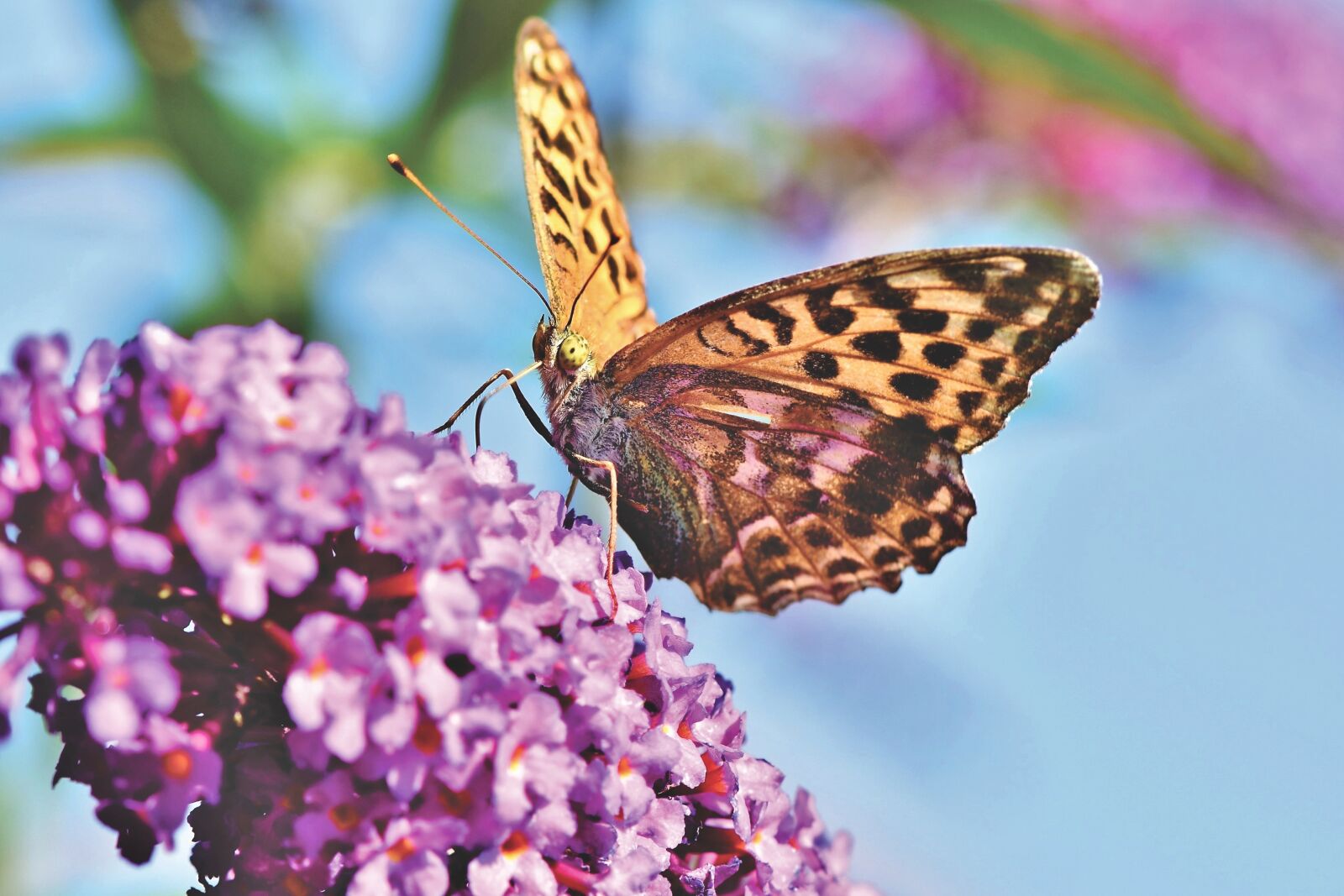 Nikon D7200 sample photo. Butterfly, large fritillary, color photography