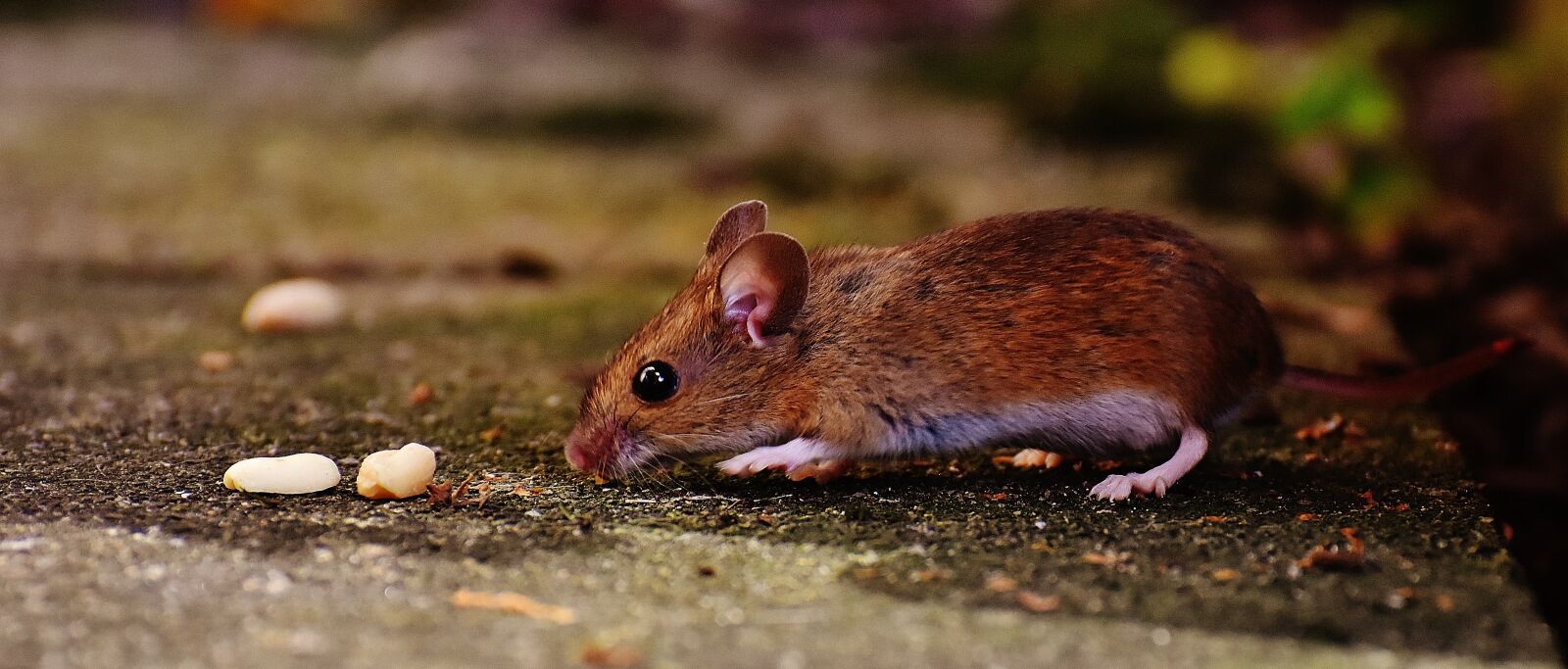 Nikon D7200 sample photo. Mouse, rodent, cute photography