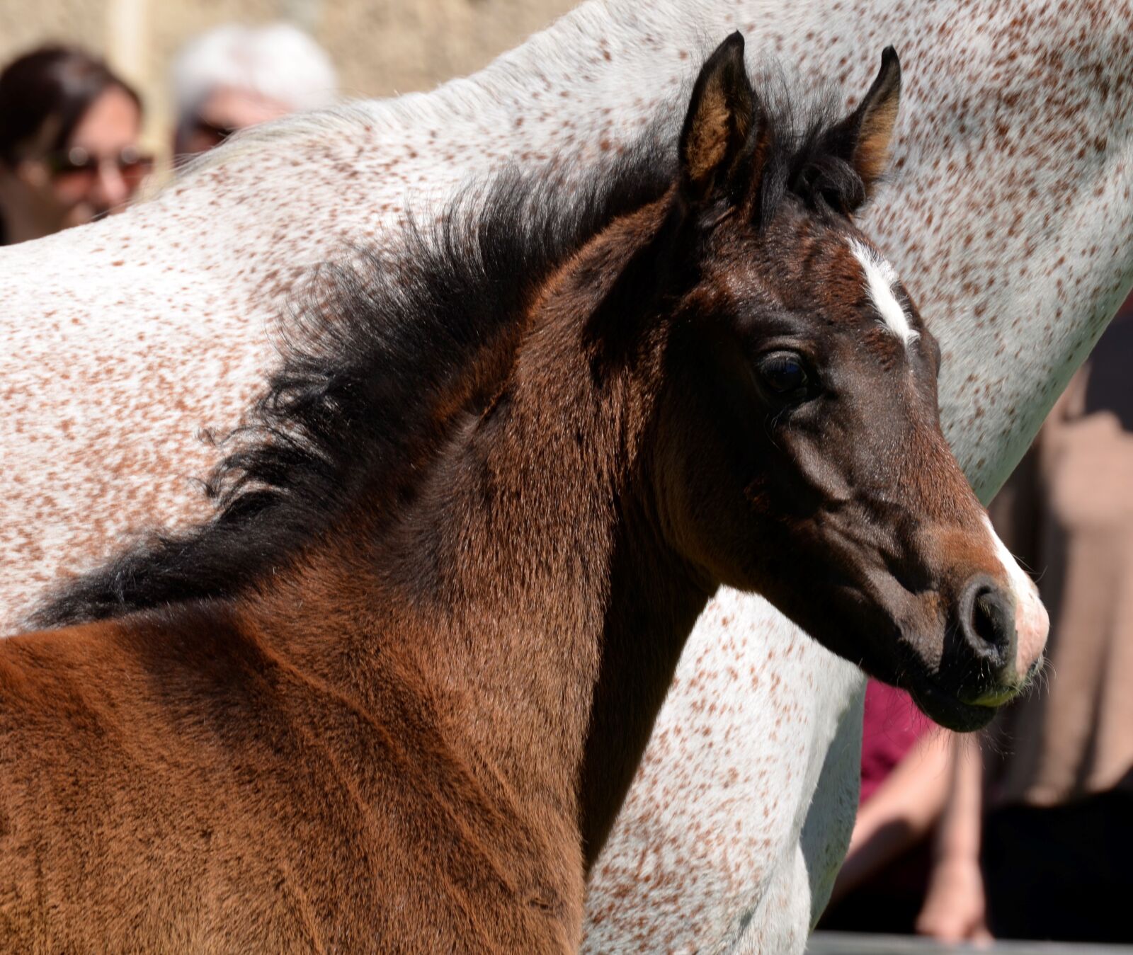 Nikon D5100 sample photo. Main and state stud photography