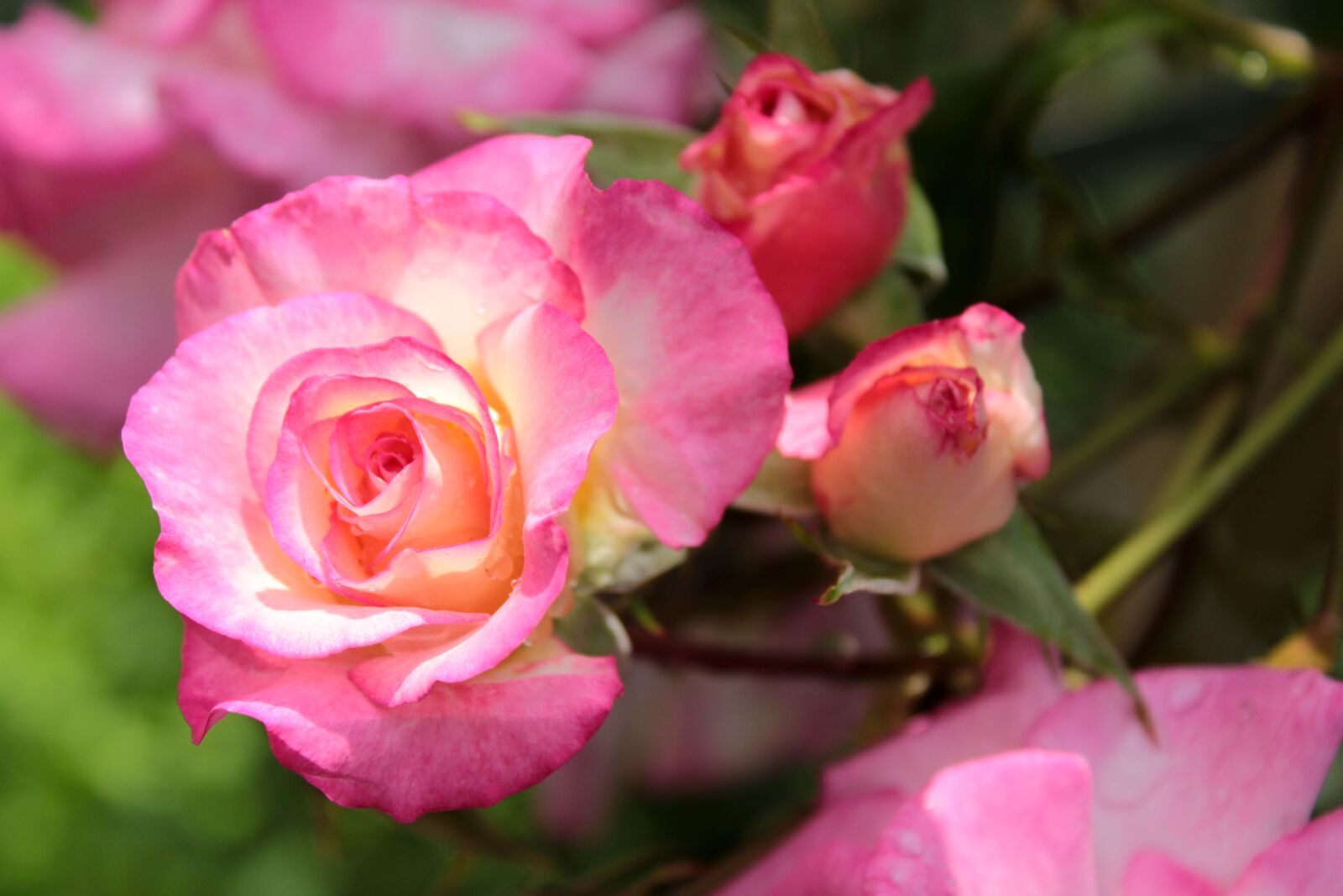 Canon EOS 2000D (EOS Rebel T7 / EOS Kiss X90 / EOS 1500D) sample photo. Pink rose, bicolor rose photography