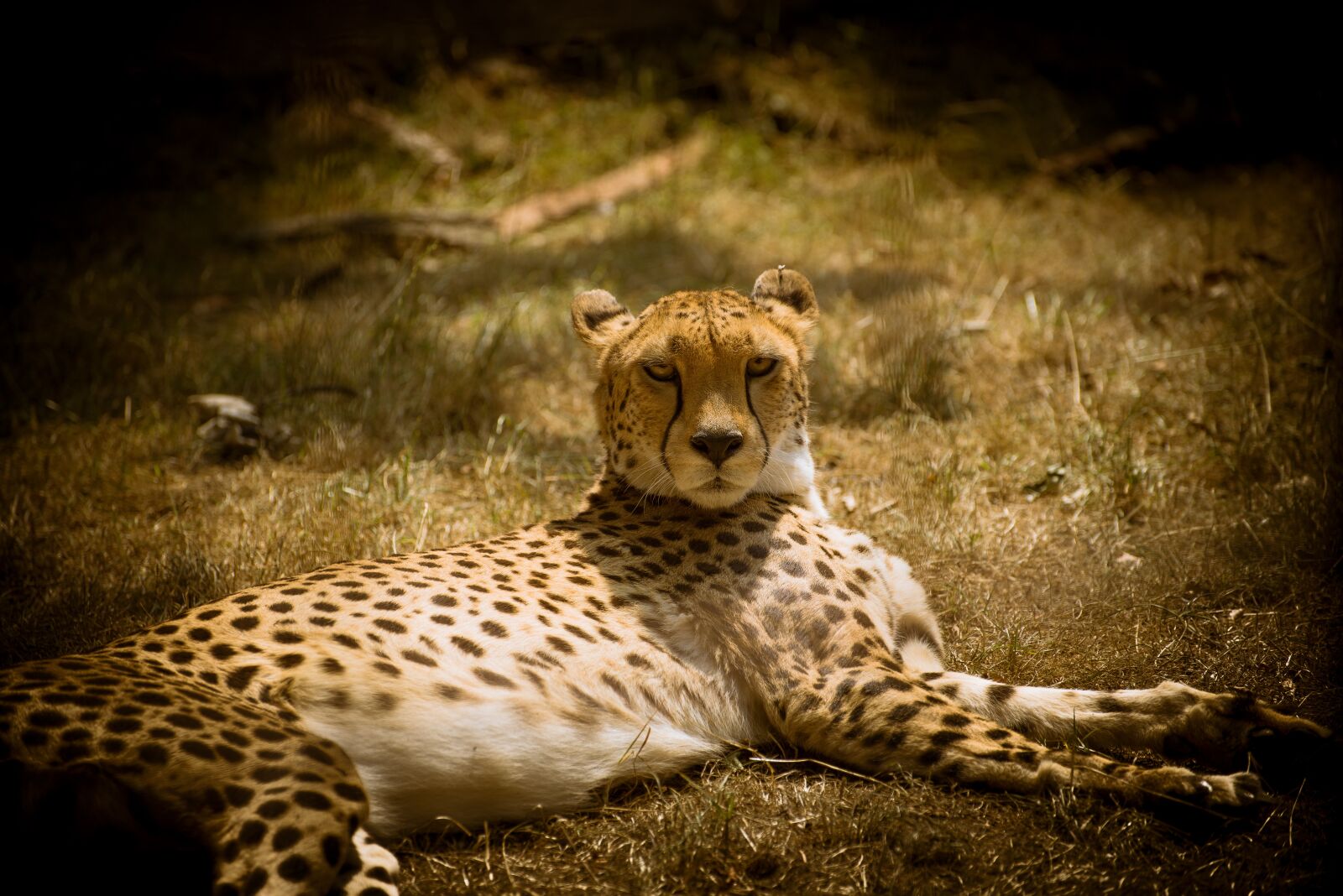 Nikon D750 sample photo. Cheetah, big cat, predator photography