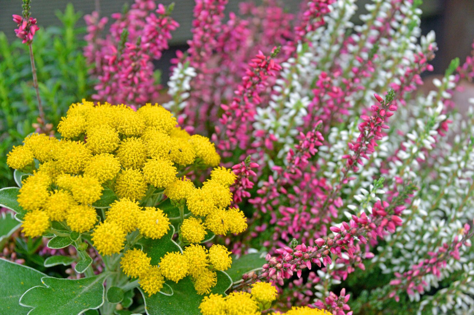 Nikon D3200 sample photo. Heidekraut, herbst, garten photography