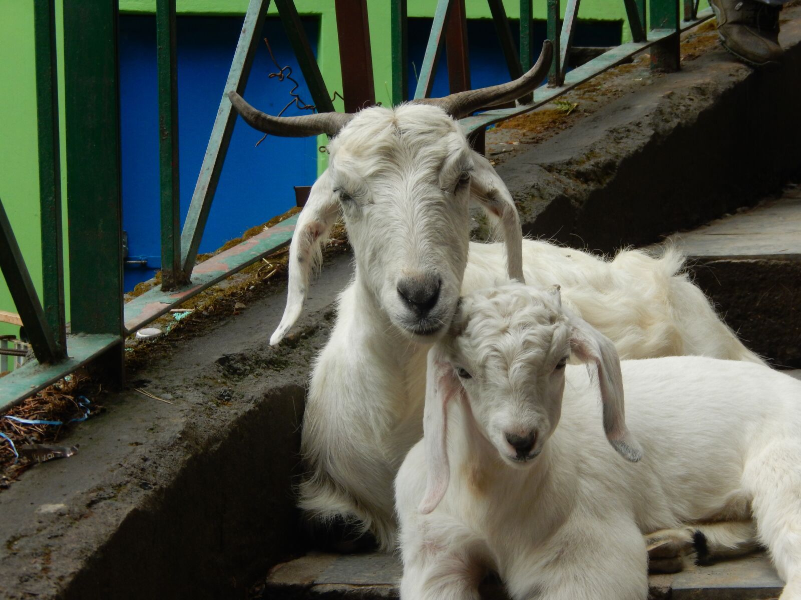 Nikon COOLPIX S9600 sample photo. Goats, baby goat, animals photography