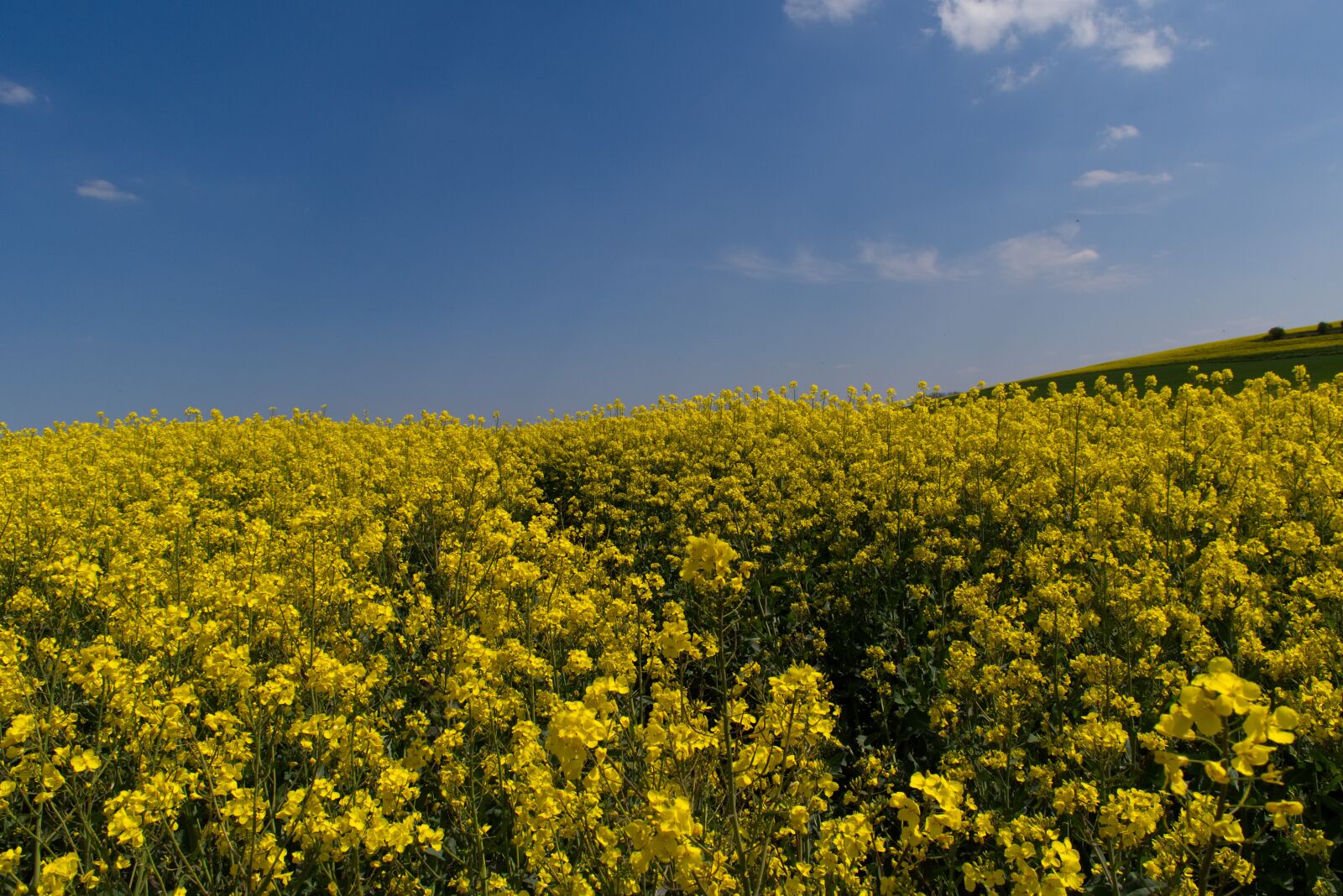 Nikon D5500 sample photo. Oilseed rape, field, sky photography