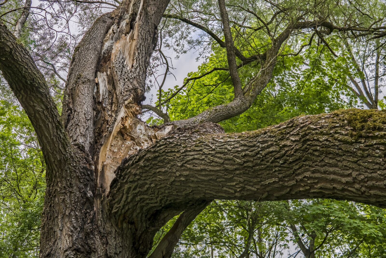 Sony a6300 + Sigma 30mm F2.8 EX DN sample photo. Old tree, broken branch photography