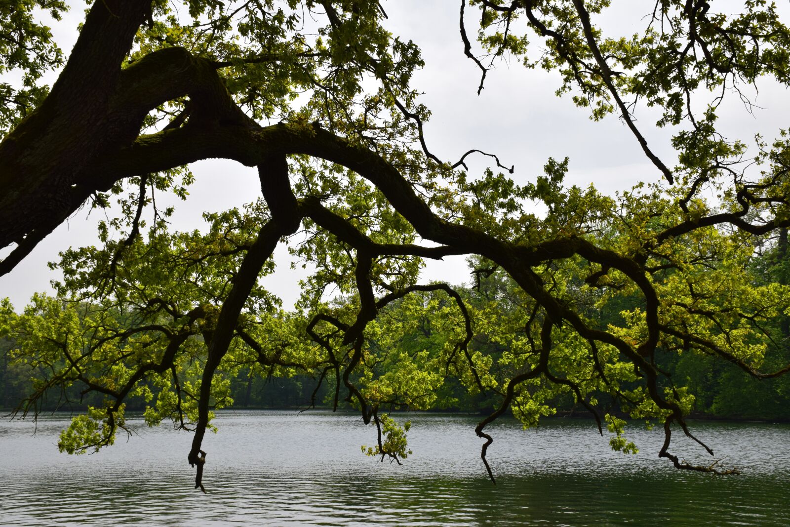 Nikon D5300 sample photo. Tree, lake, loneliness photography