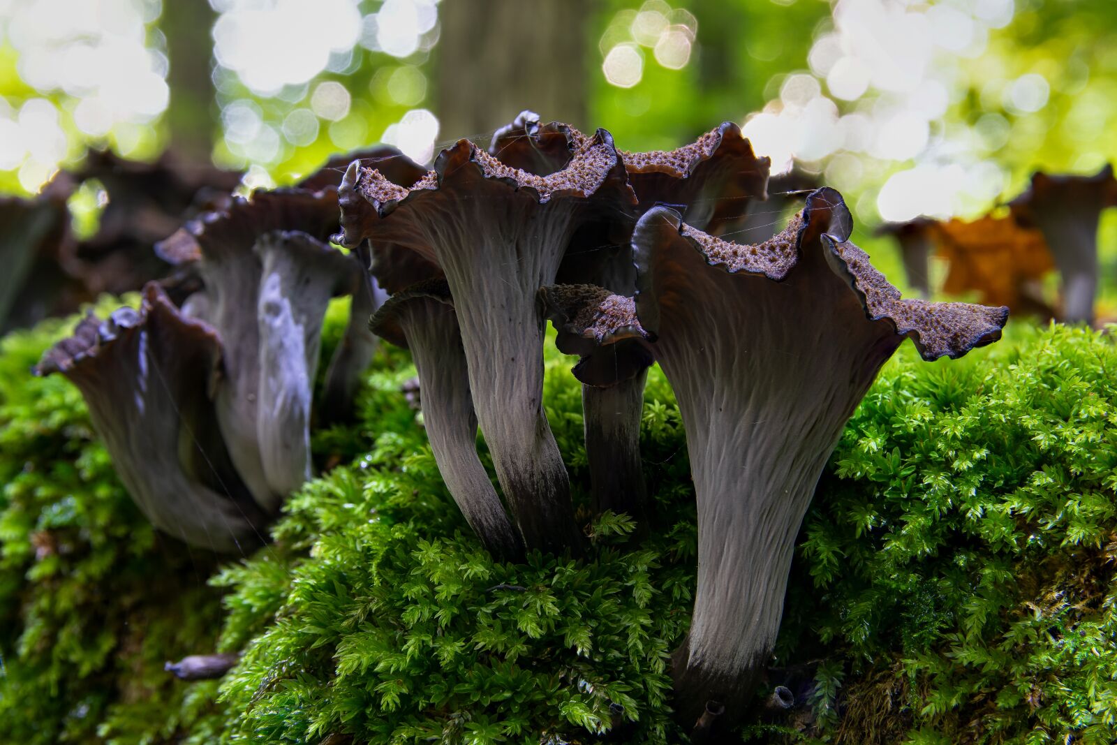 Nikon D5300 sample photo. Mushroom, forest, nature photography