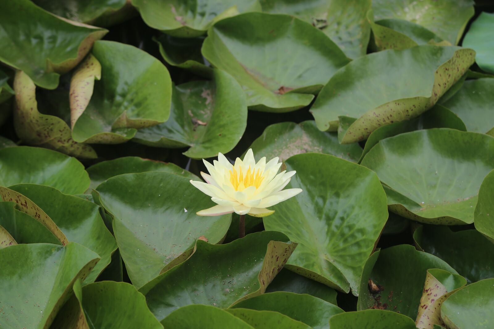 Canon EF 24-105mm F4L IS USM sample photo. Lotus, hawthorn, lotus leaf photography