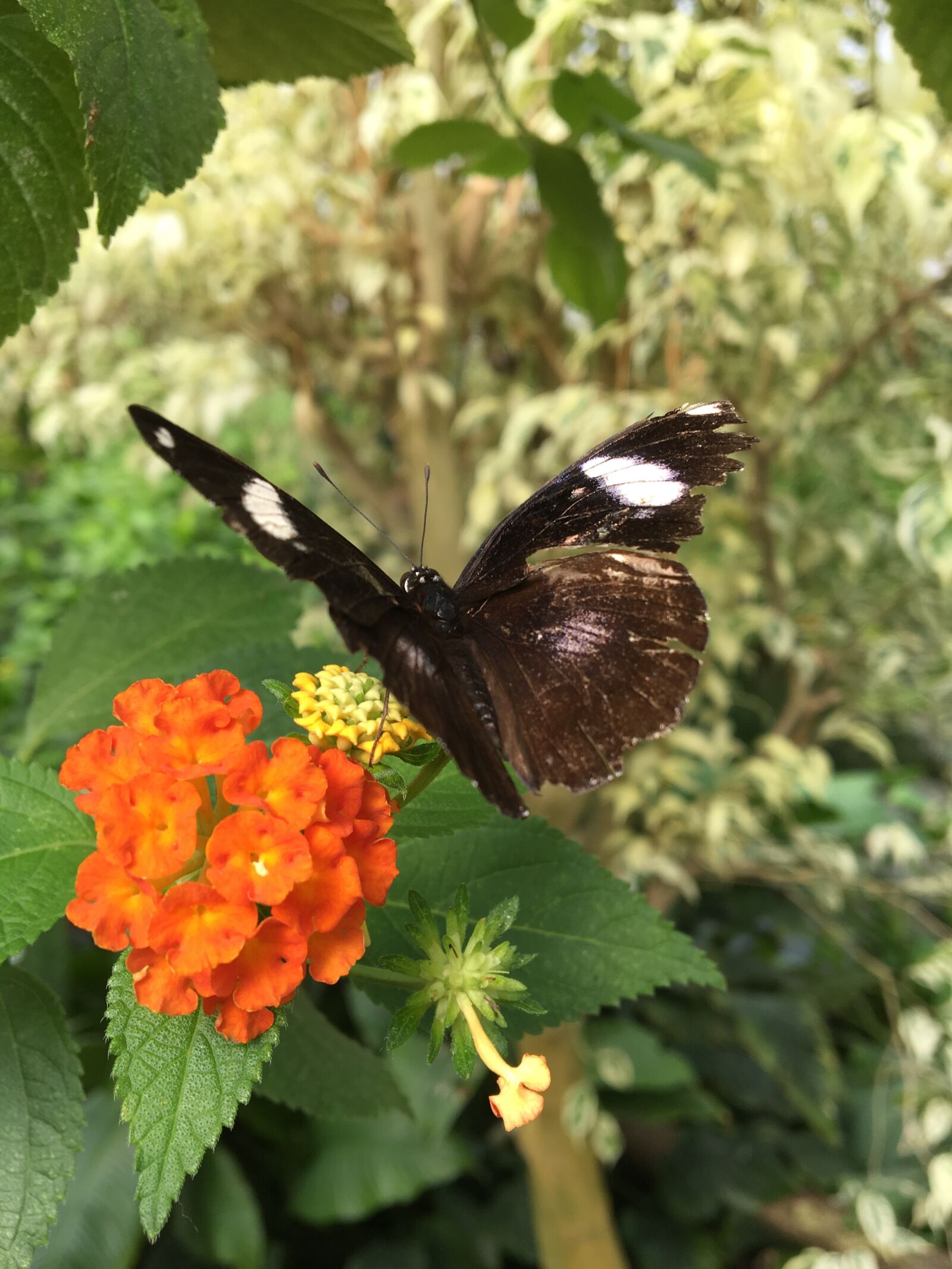 Apple iPhone 6s sample photo. Butterfly, flower, closeup photography