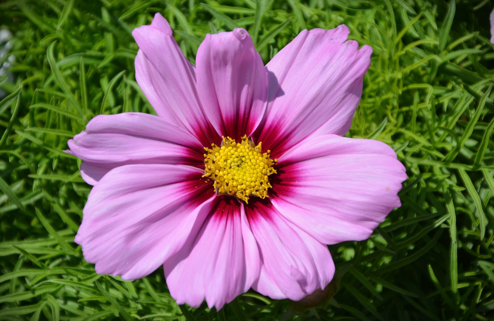 Nikon D5200 sample photo. Blossom, bloom, flower photography