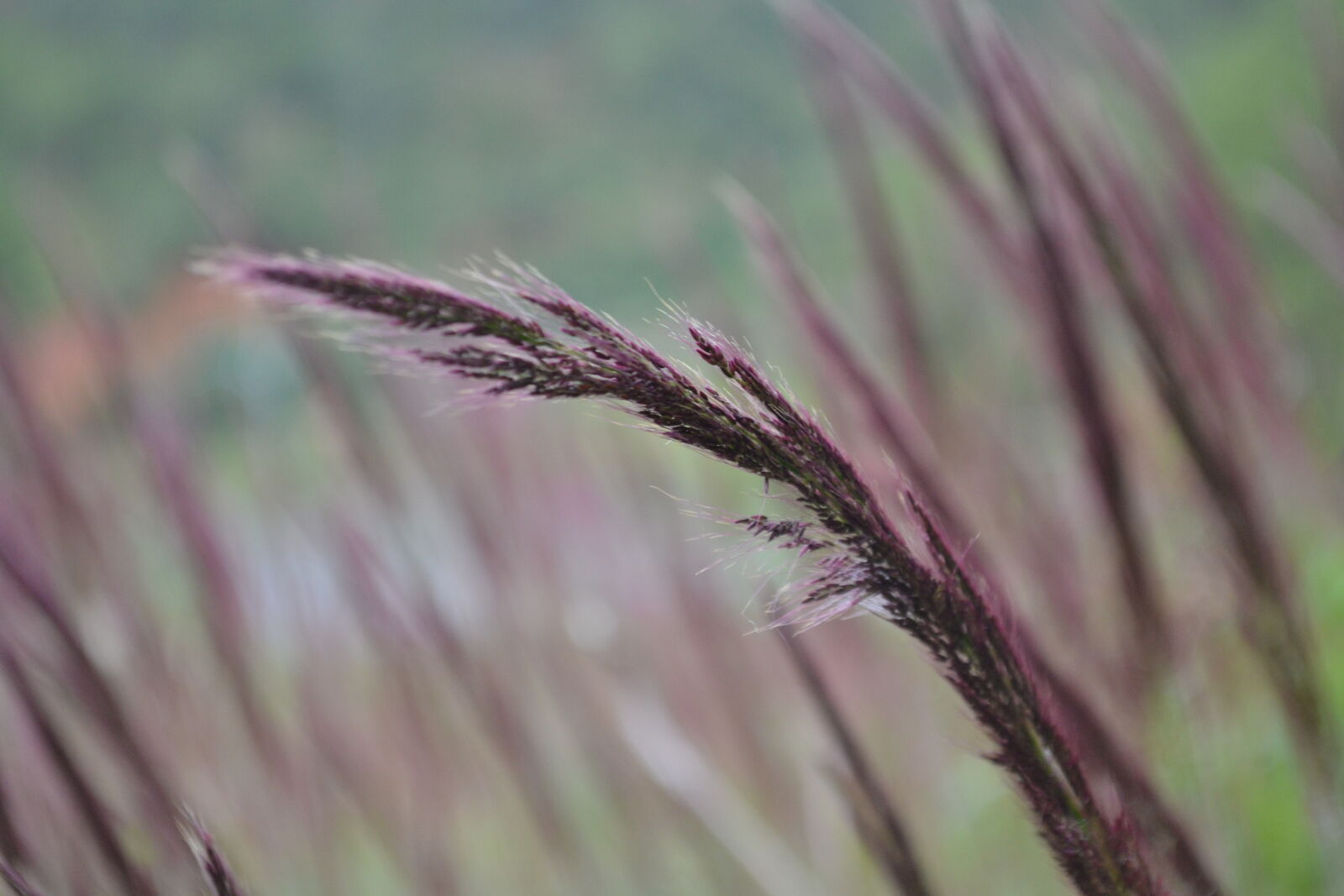 Nikon D3100 sample photo. Close, up, of, wheat photography