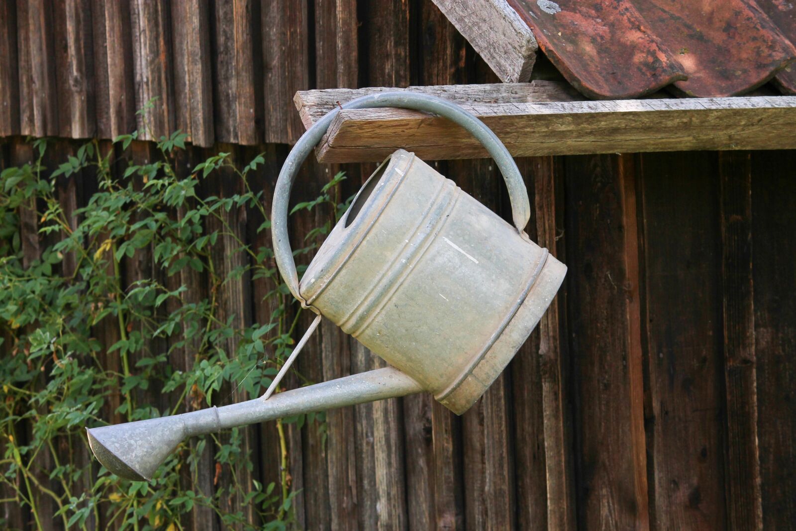 Canon EOS 1100D (EOS Rebel T3 / EOS Kiss X50) sample photo. Watering can, metal, gardening photography