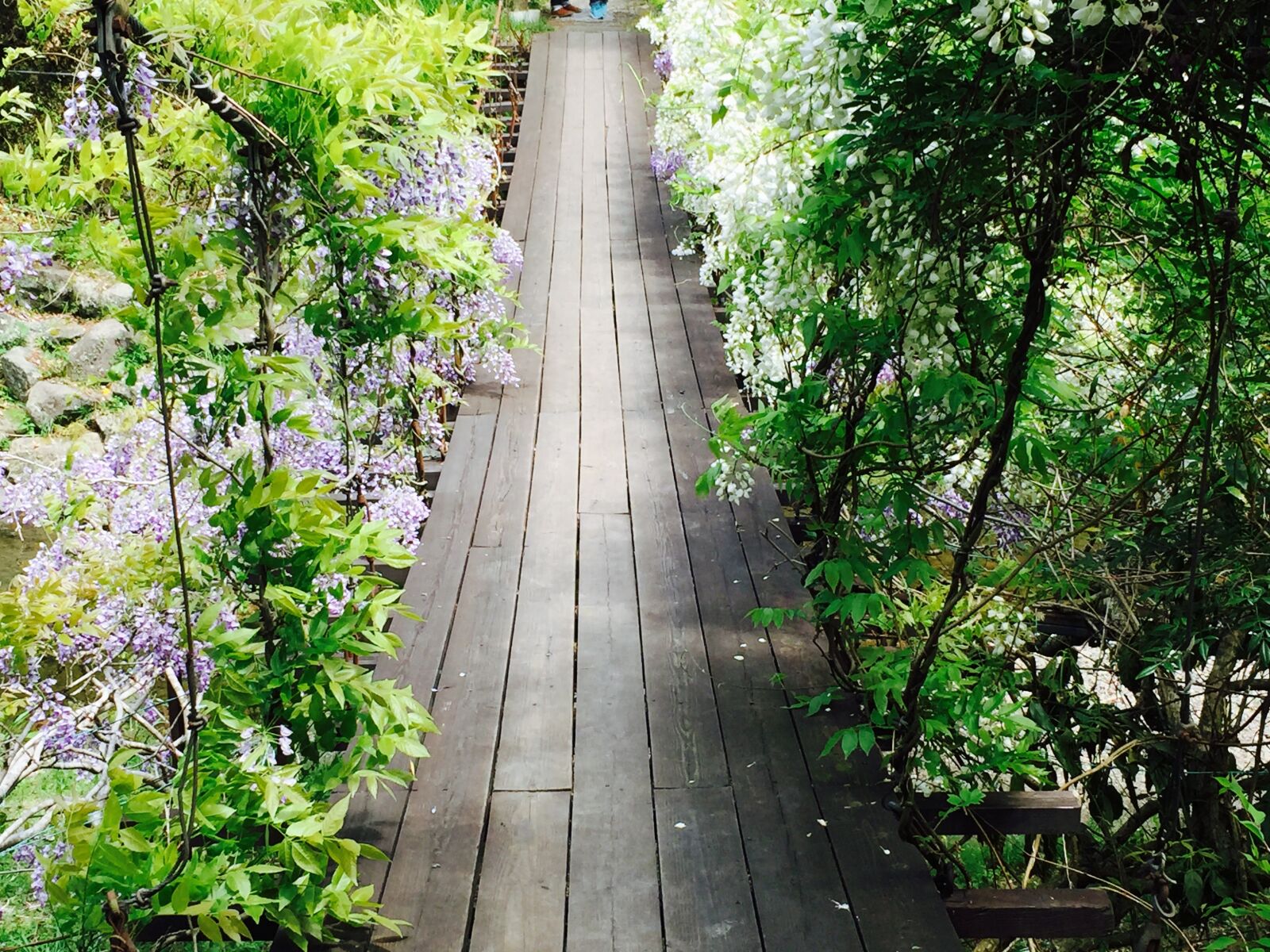 Apple iPhone 6 sample photo. Wisteria flowers, suspension bridge photography