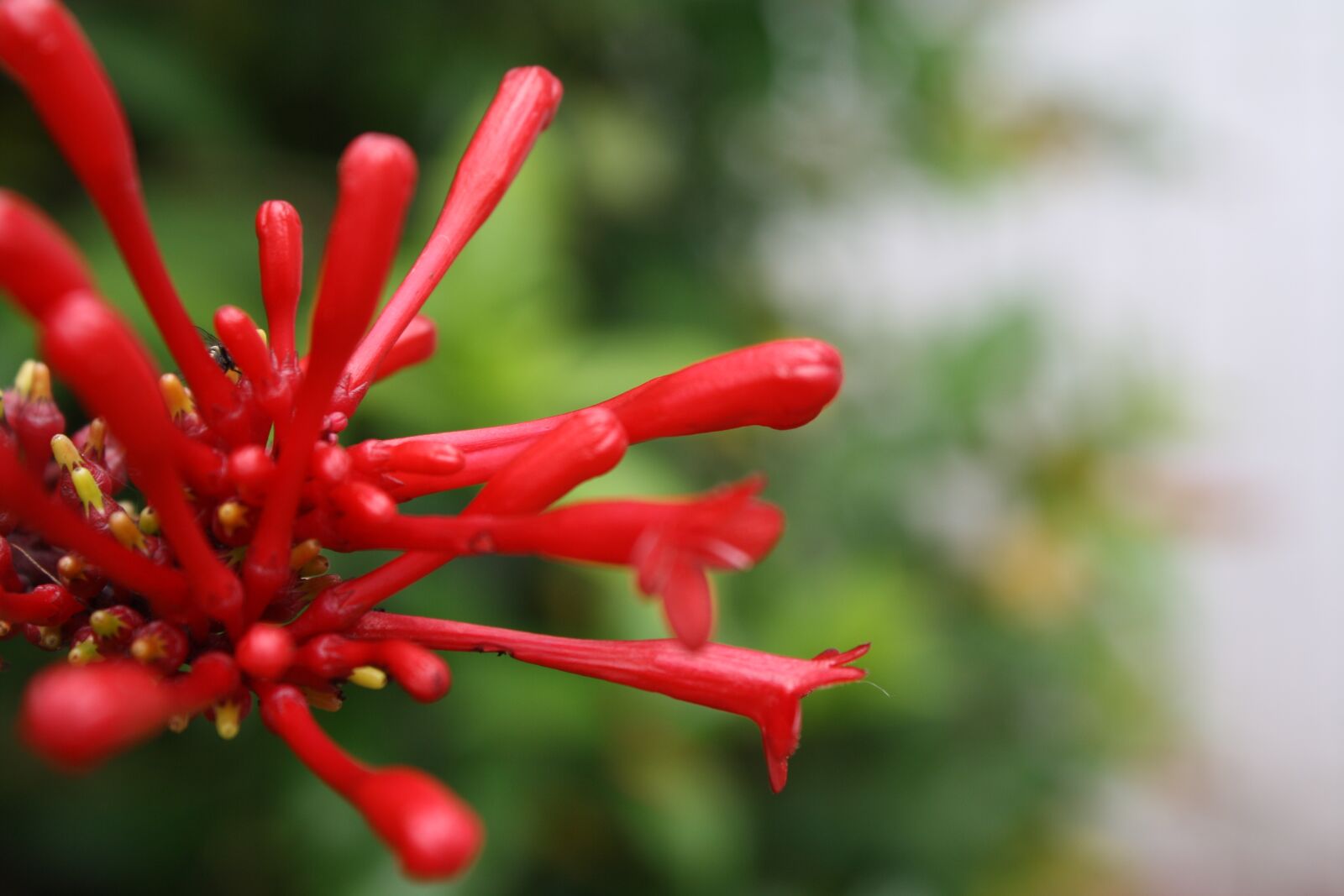 Canon EOS 1000D (EOS Digital Rebel XS / EOS Kiss F) sample photo. Flower, red, macro photography